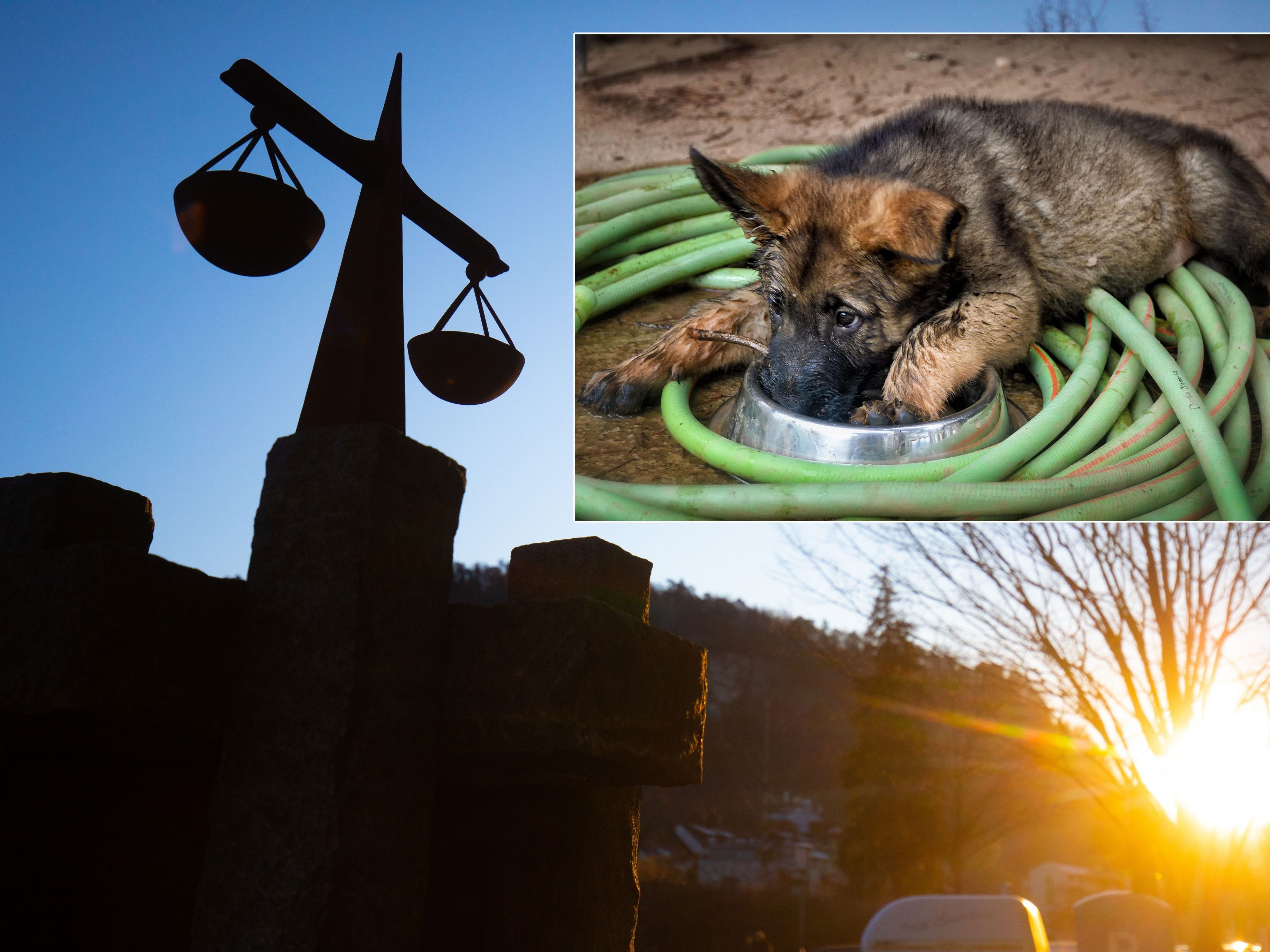 Der 62-Jährige soll den Hund geschlagen haben.