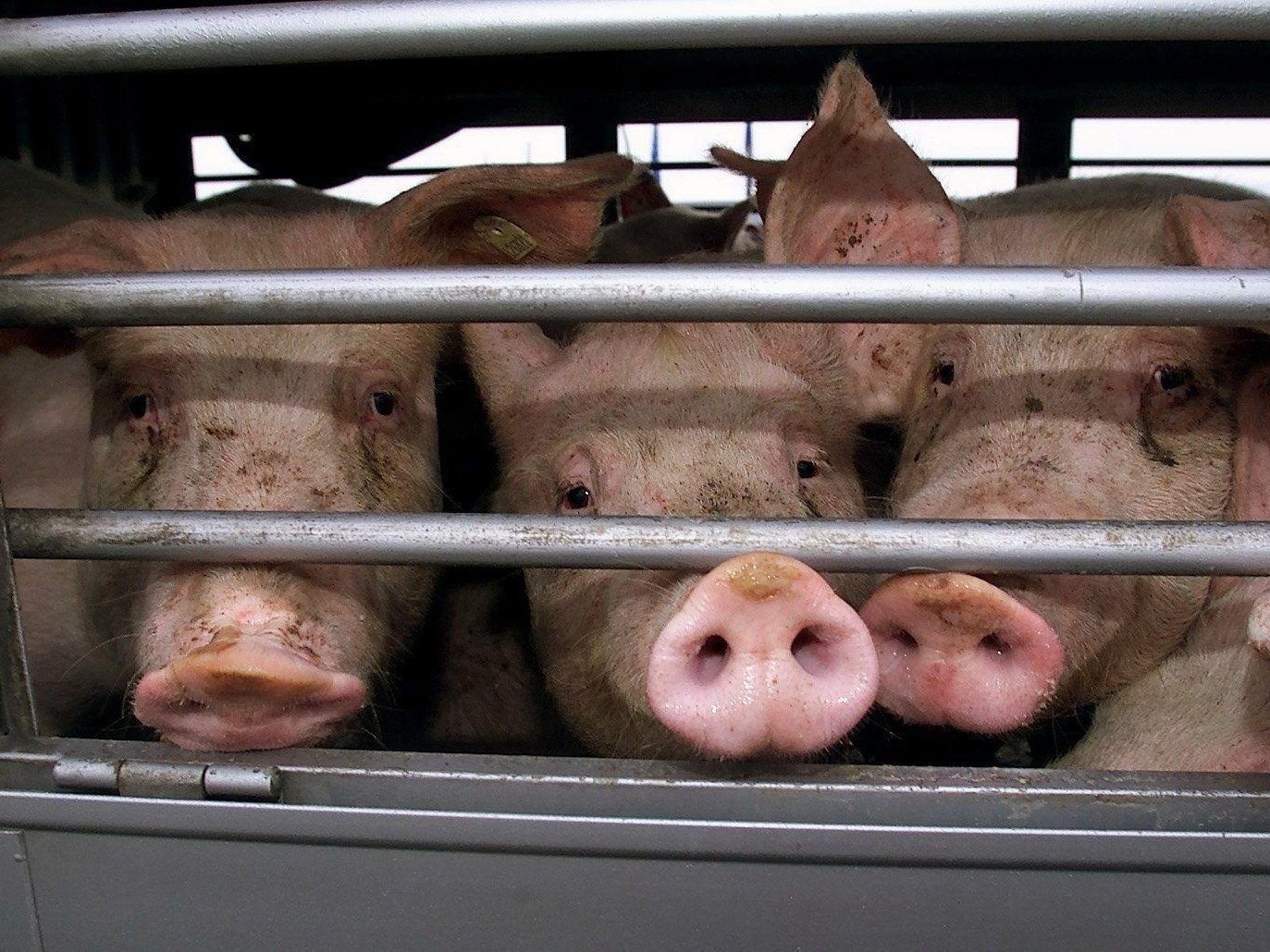 Schweine dürfen über 24 Stunden transportiert werden, sofern sie ständig Zugang zu Wasser haben.