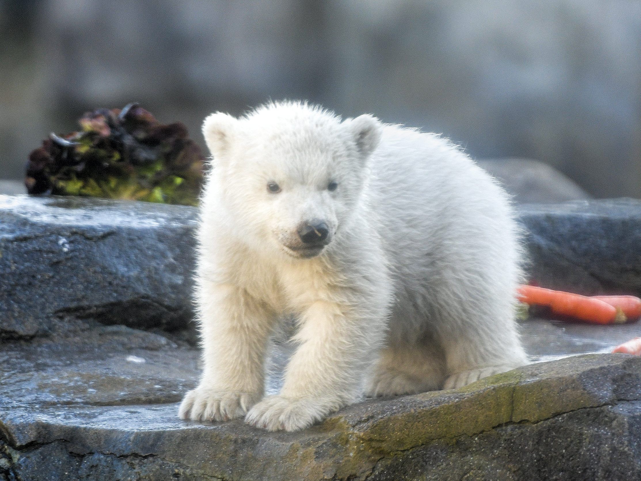 Das Wiener Eisbären-Baby heißt "Finja".