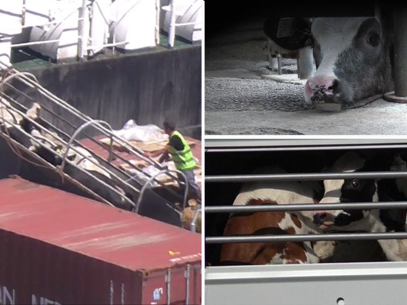 Dicht an dicht gedrängt stehen die Rinder und Kälber in dem Transporter. Versorgung gibt es praktisch keine.
