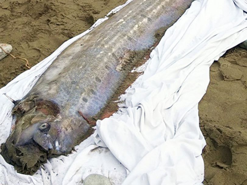 Der Riemenfisch bleibt normalerweise verborgen in den Tiefen des Meeres.