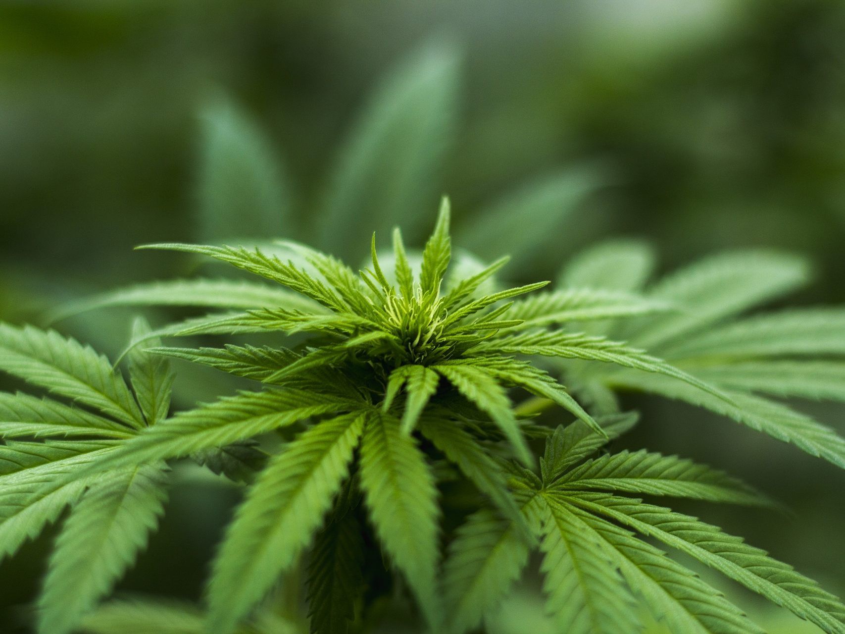 Die Gruppierung soll Marihuana in großem Stil angebaut haben.