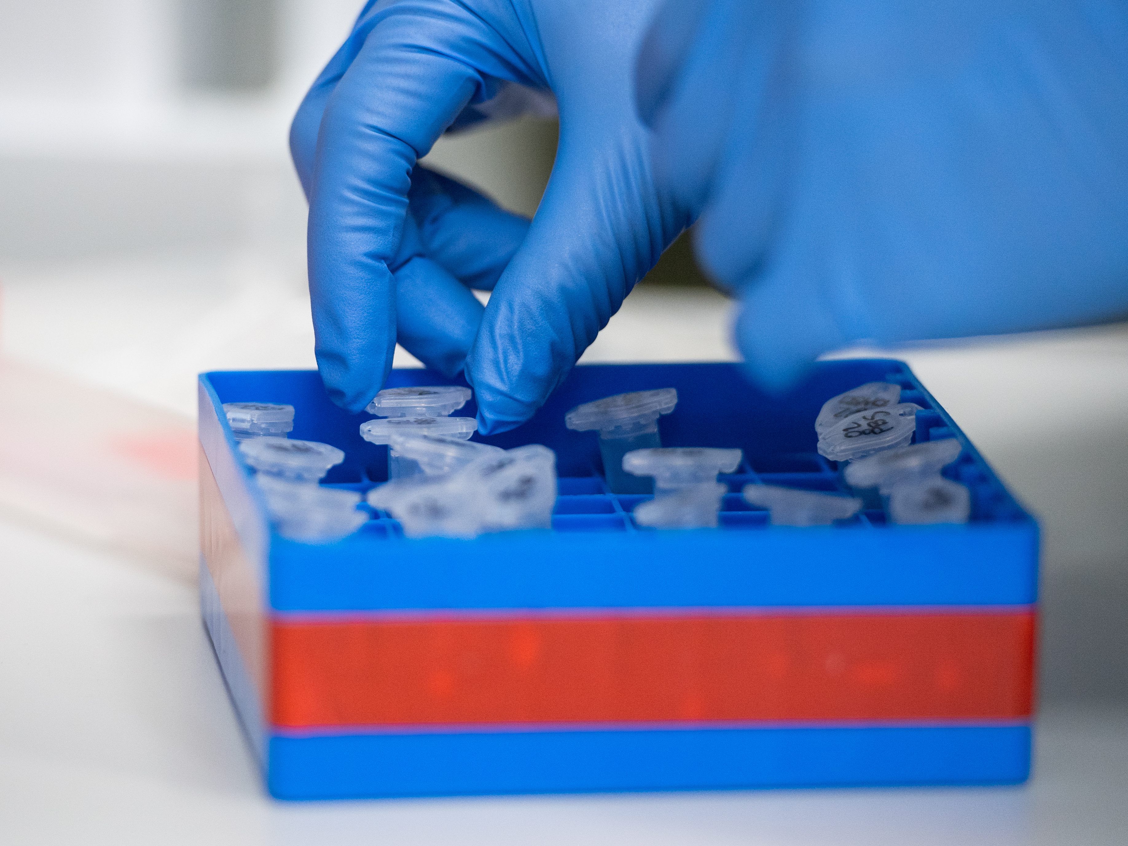 Coronavirus-Proben wurden in Kärnten für kurze Zeit neben toten Tieren gelagert.