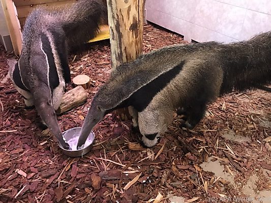 Ameisenbären im Weißen Zoo in besseren Tagen