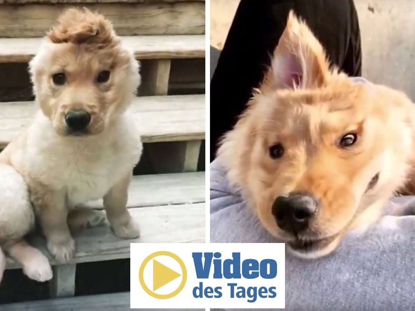 Einhorn-Hund "Rae" erobert gerade das Internet.