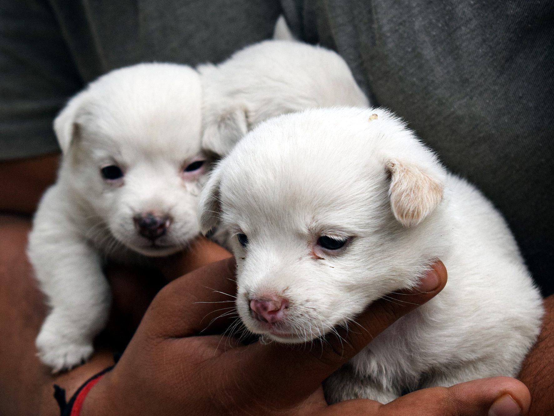 Die Hundewelpen wurden ins Tierheim St. Pölten gebracht.