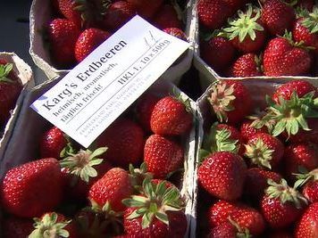 Jeden Tag pflücken die Erntehelfer rund drei Tonnen der süßen Früchte.