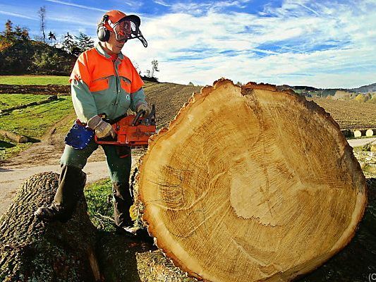 Holzindustrie befürchtet Milliardenverluste