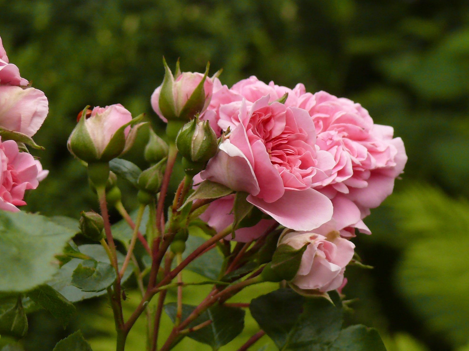 Die Rose ist klar die Königin im Garten. Ohne sie würde etwas fehlen.