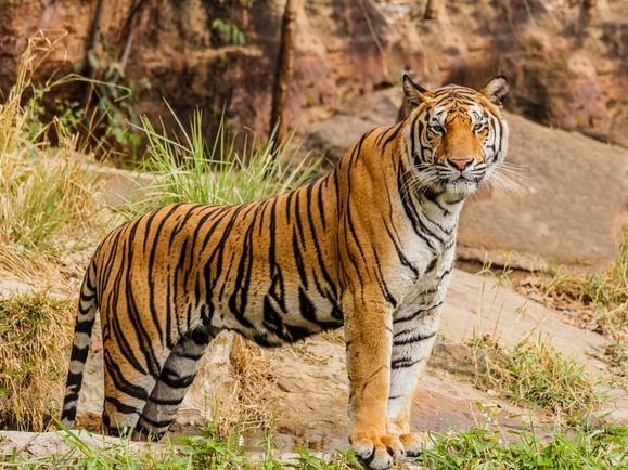 Tiger in Indien soll nach Angriffen lebenslang eingesperrt werden.