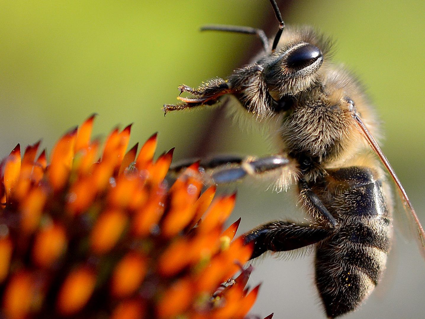 Wildbienen unterscheiden sich in ihrer Lebensweise von den Honigbienen, sind aber ebenfalls bedroht. (Symbolbild)