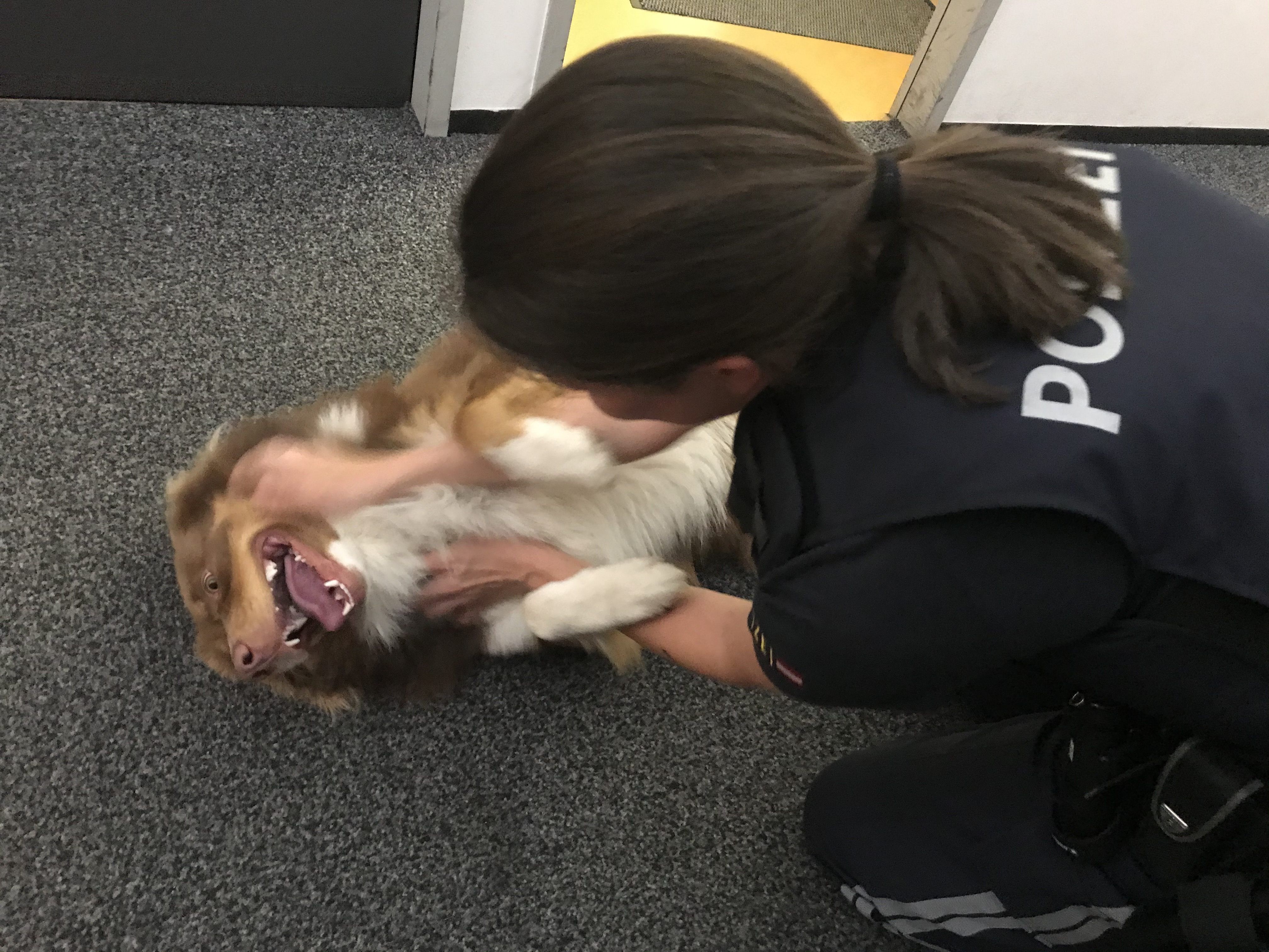 Ein entlaufener Hund sorgte für einen Polizeieinsatz in Hohenems.