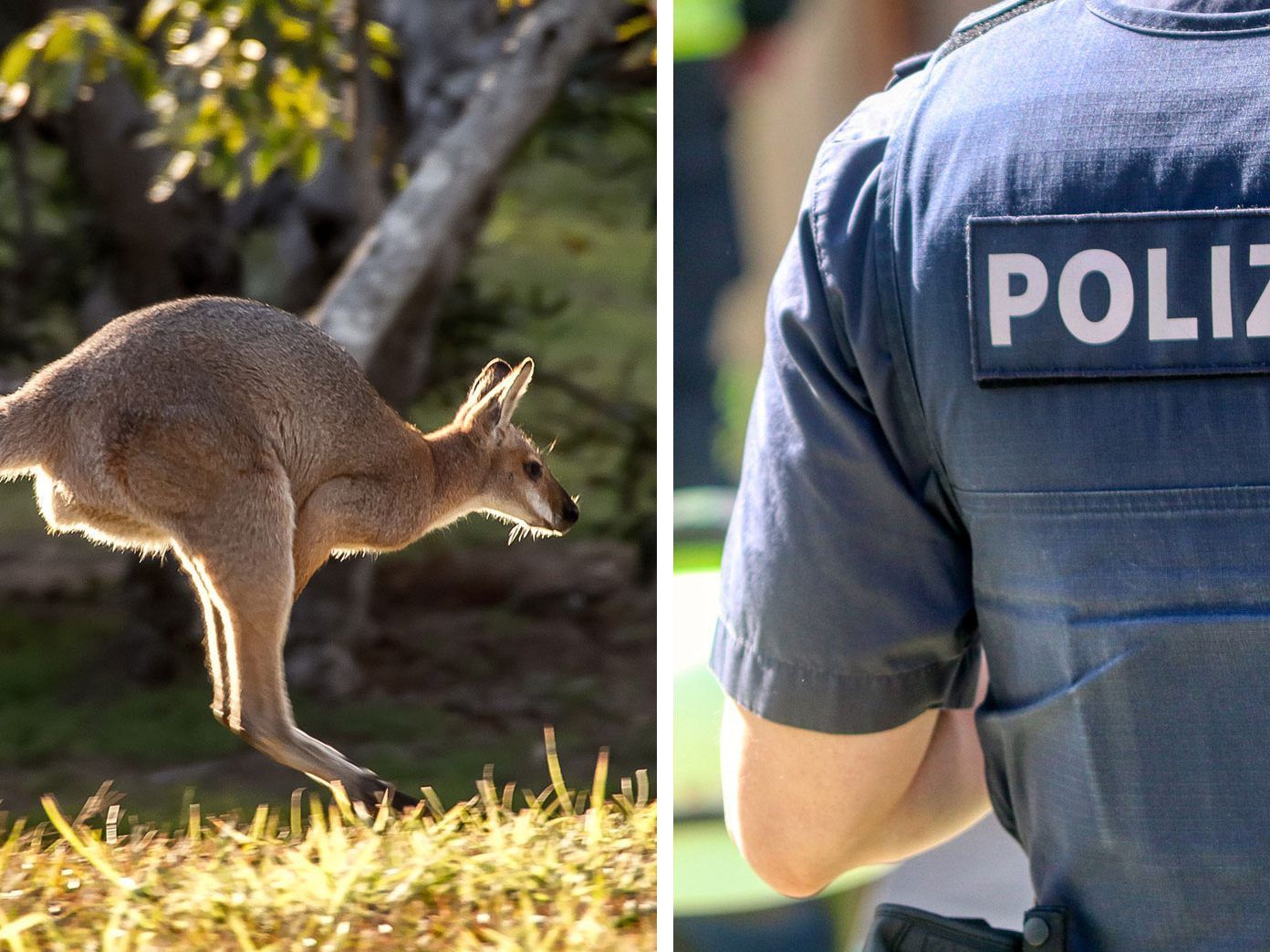 Die Polizei von Fort Lauderdale brauchte eine Stunde, um das Känguru einzufangen.