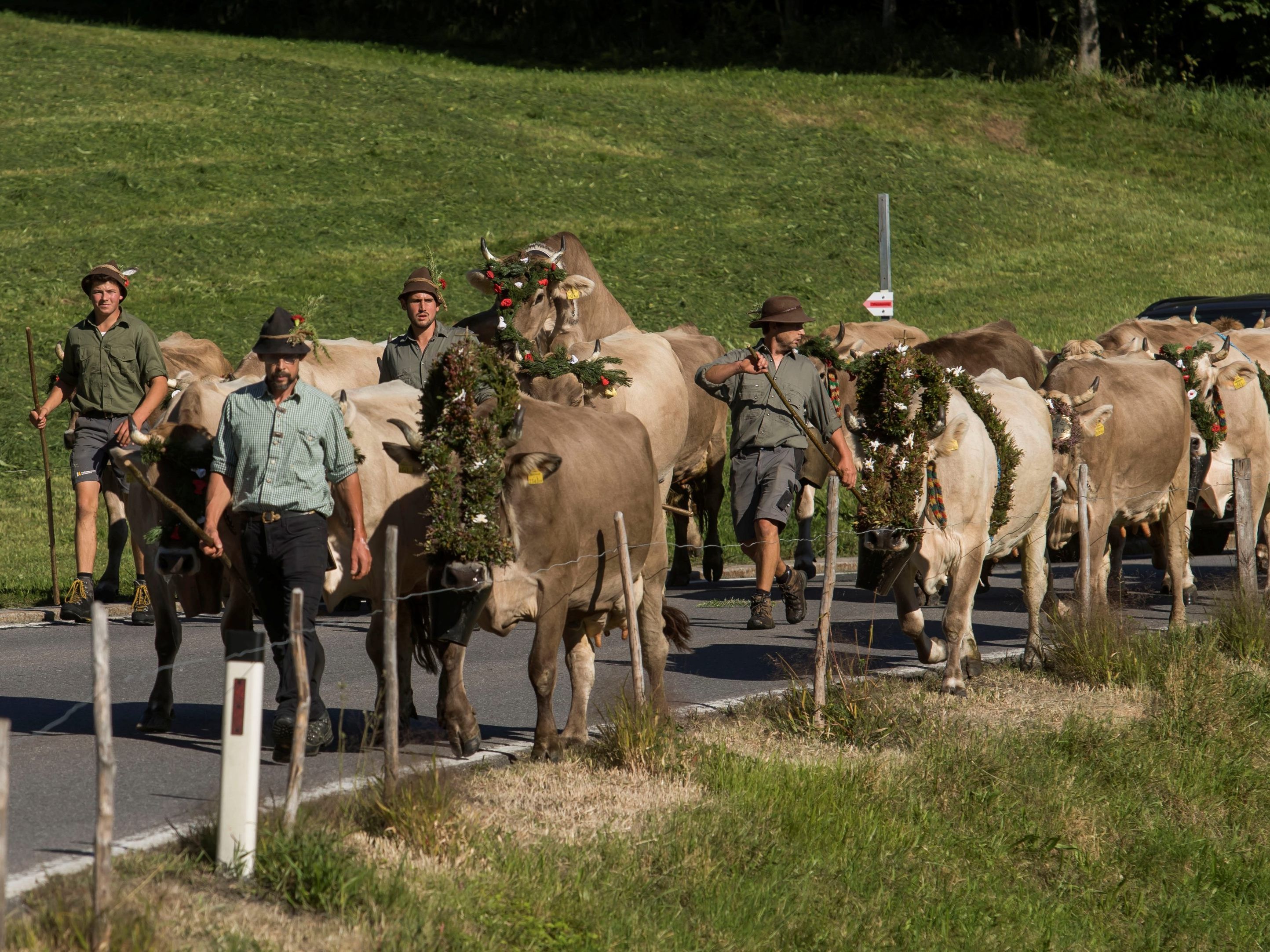 Samstagvormittag muss man auf der L200 mit Staus und Kühen rechnen. (Bild vom Alpabtrieb 2019 in Schwarzenberg)