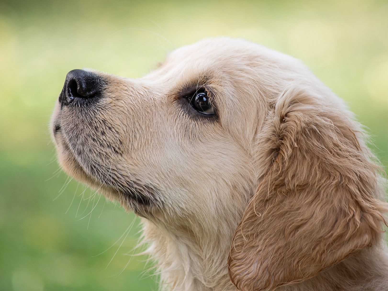 Ein Golden Retriever (Symbolbild) wurde in den USA ausgesetzt - eine Überwachungskamera zeichnete den Vorfall auf.
