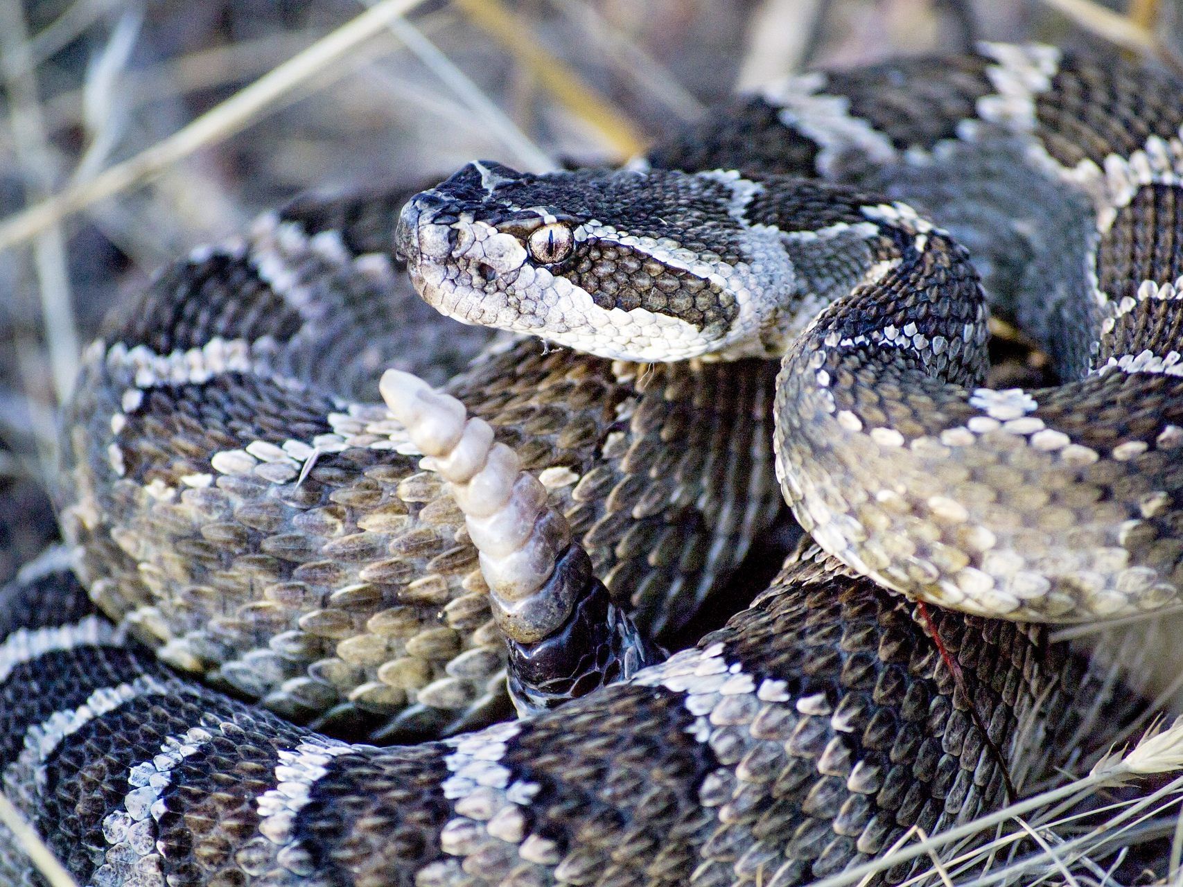 Eine Viper (Symbolbild) mit zwei Köpfen in Indien jagte einer Frau Angst ein.