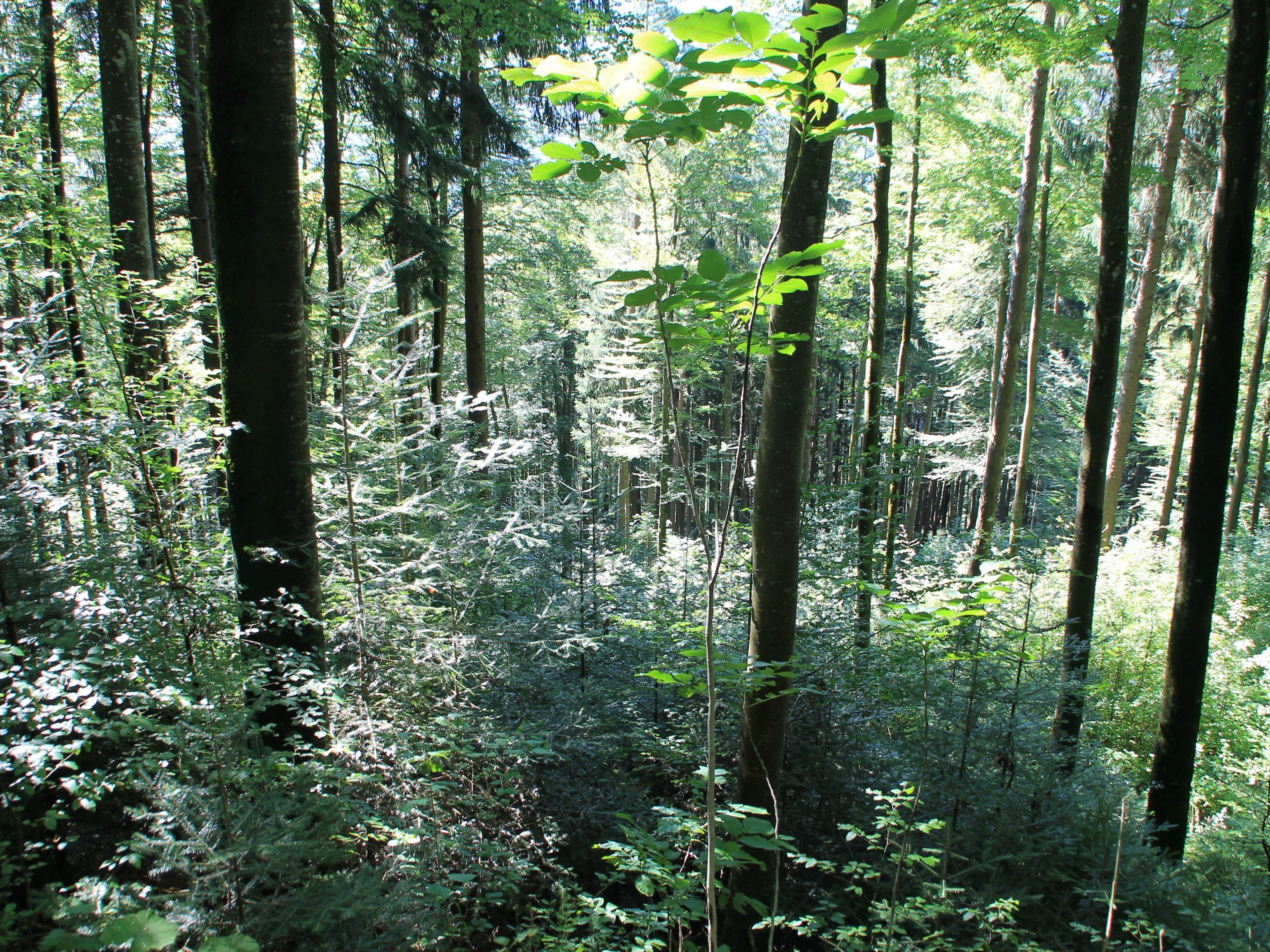 2020 ist bisher ein gutes Jahr für den Vorarlberger Wald.