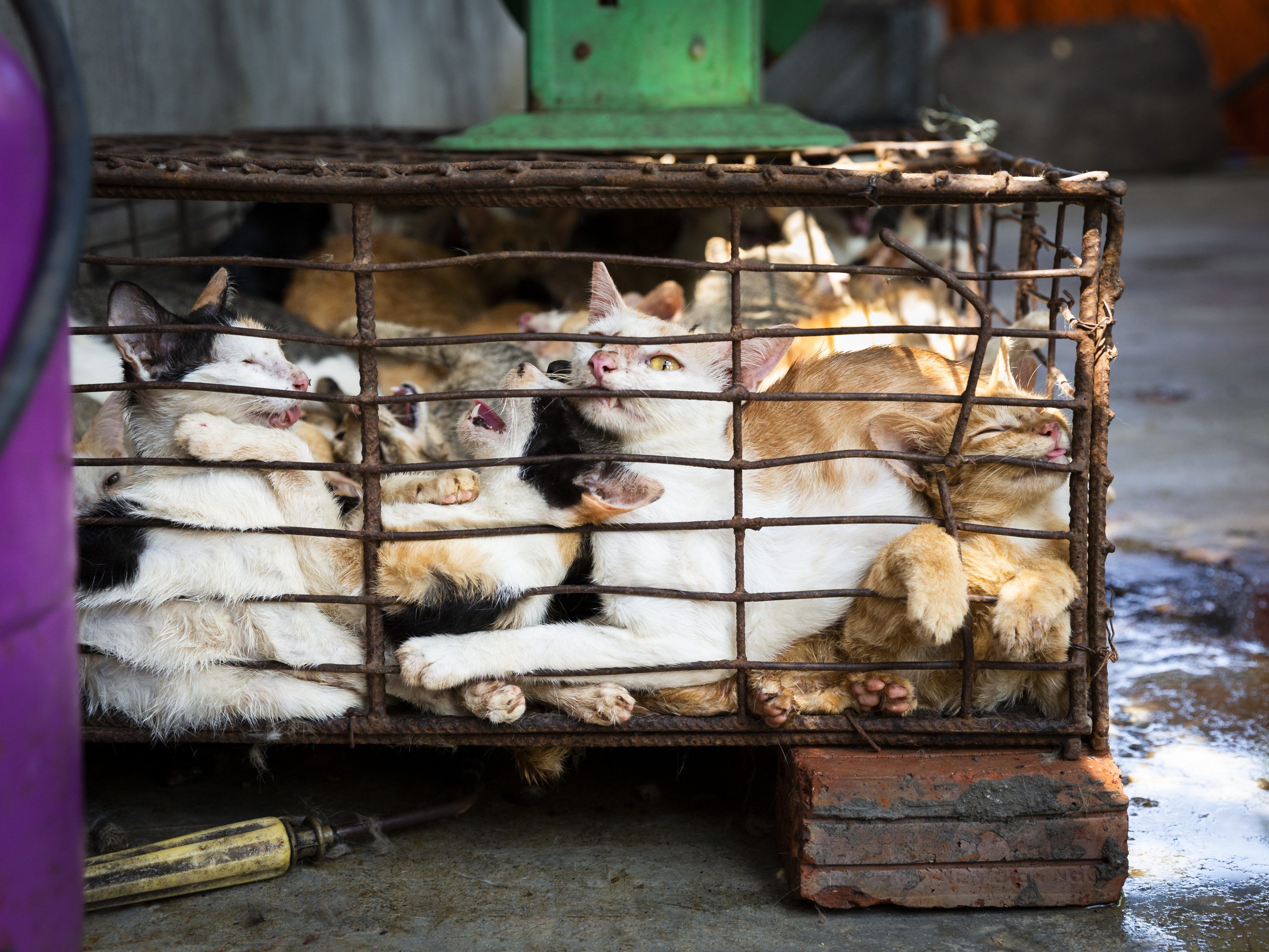 Die Katzen werden brutal eingefangen und in Käfige gepfercht, bevor sie getötet werden.