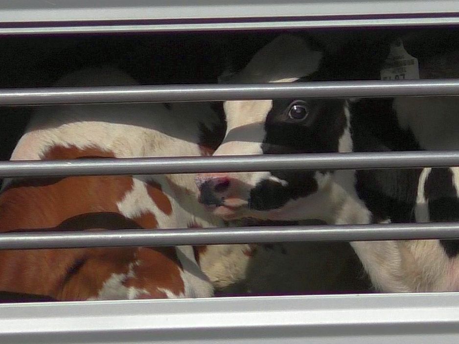 Dieses Bild soll der Vergangenheit angehören: Grüne undVGT fordern Vorarlberg Milch auf, mehr gegen Kälbertransporte zu tun.