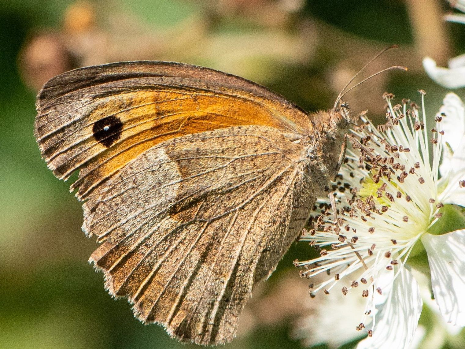 Großes Ochsenauge: Im Sommer 2020 häufigster Schmetterling Österreichs