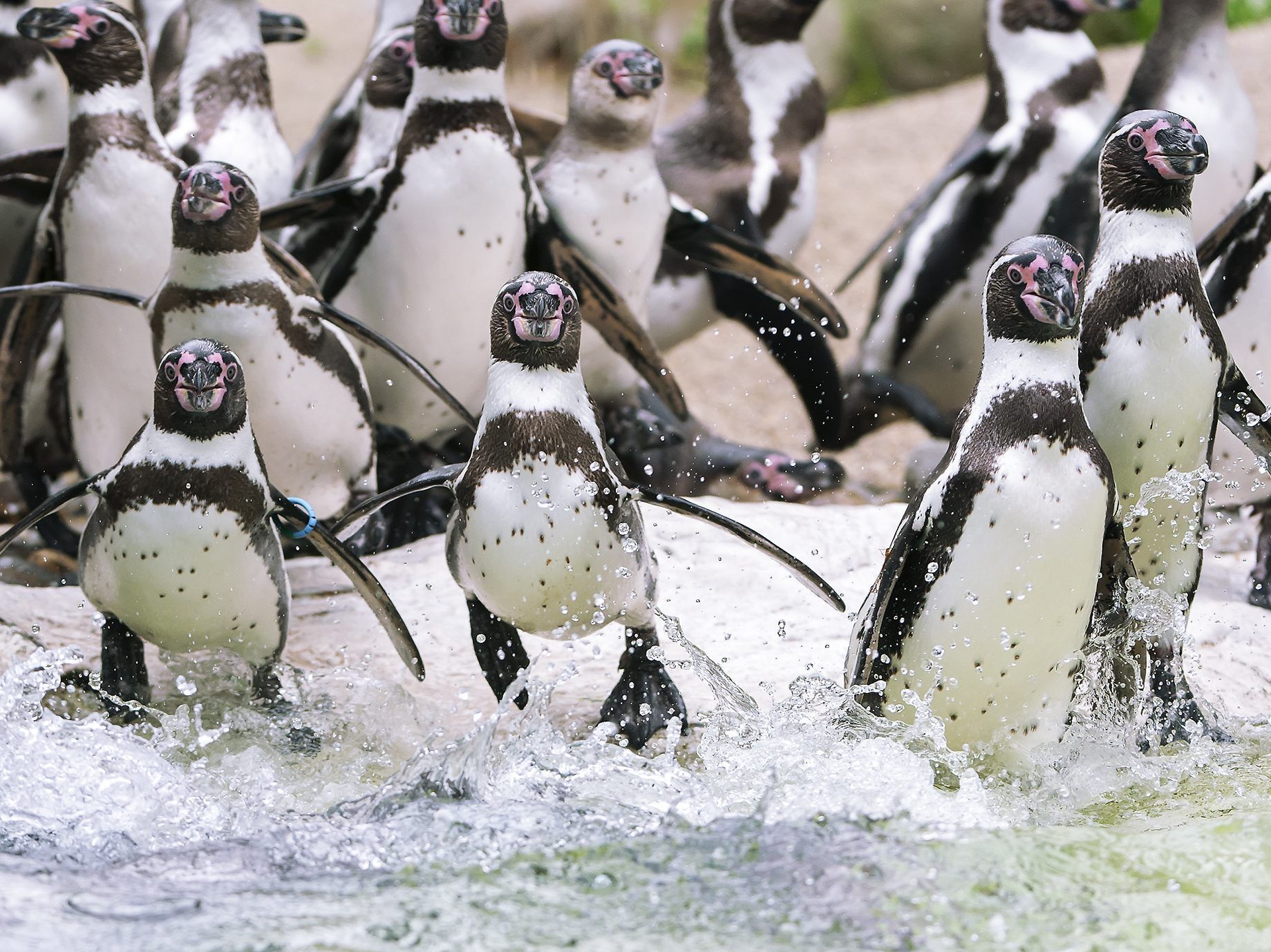 Pinguine sorgten für kuriose Szenen im Chicago-Bears-Stadion.