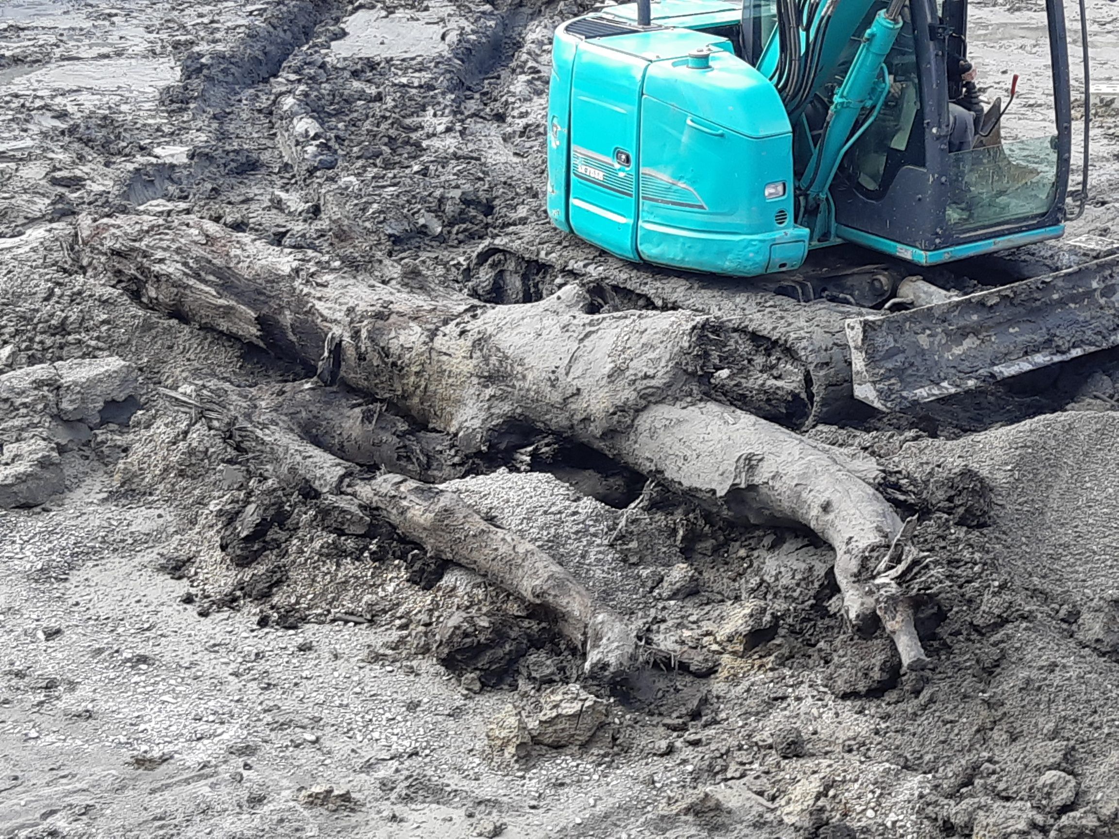 Die Mooreiche wurde bei Aushubarbeiten in der Mühlefeldstraße entdeckt.