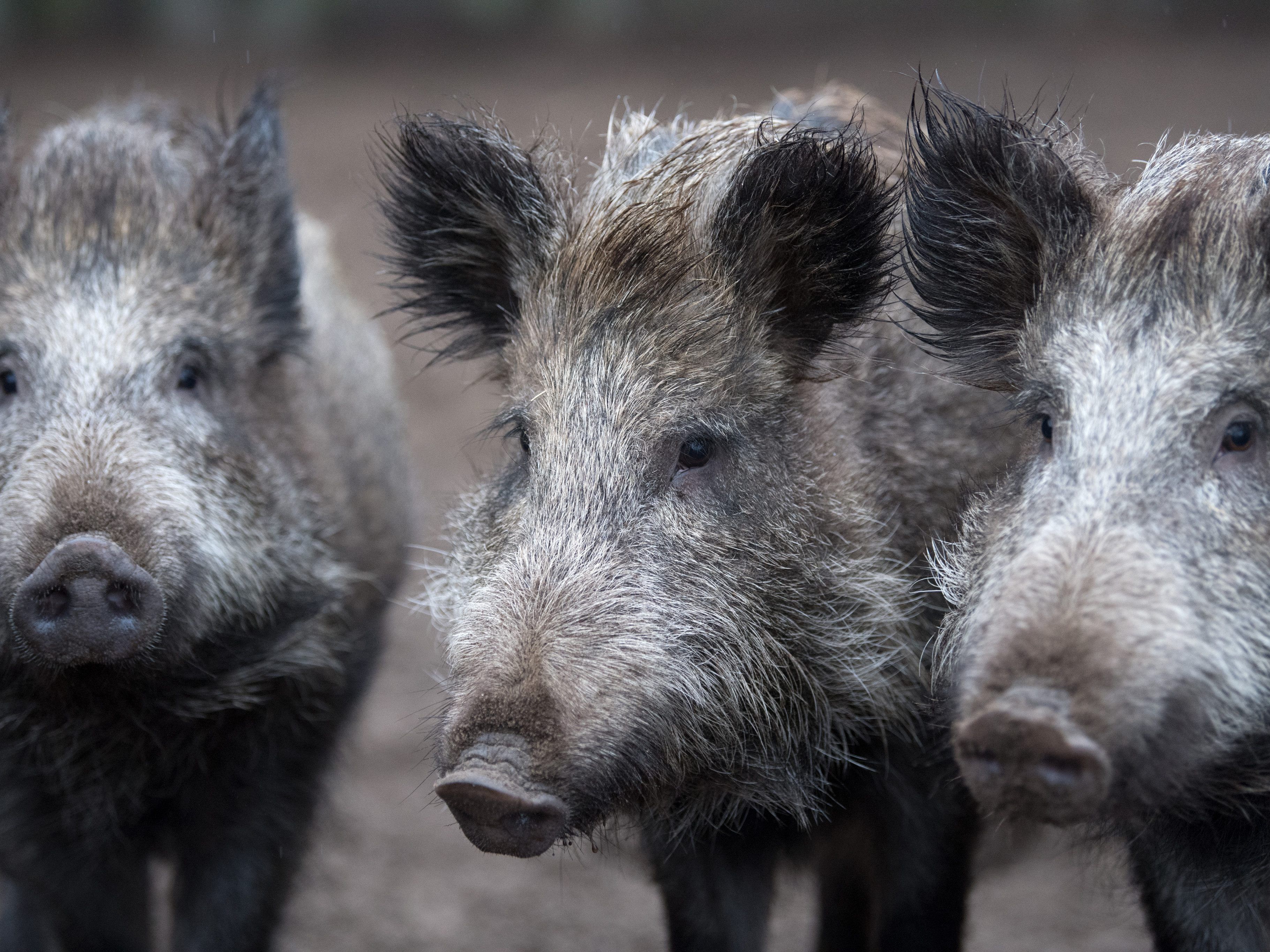 In Österreich hat es noch keinen nachgewiesenen Fall der Afrikanischen Schweinepest gegeben.