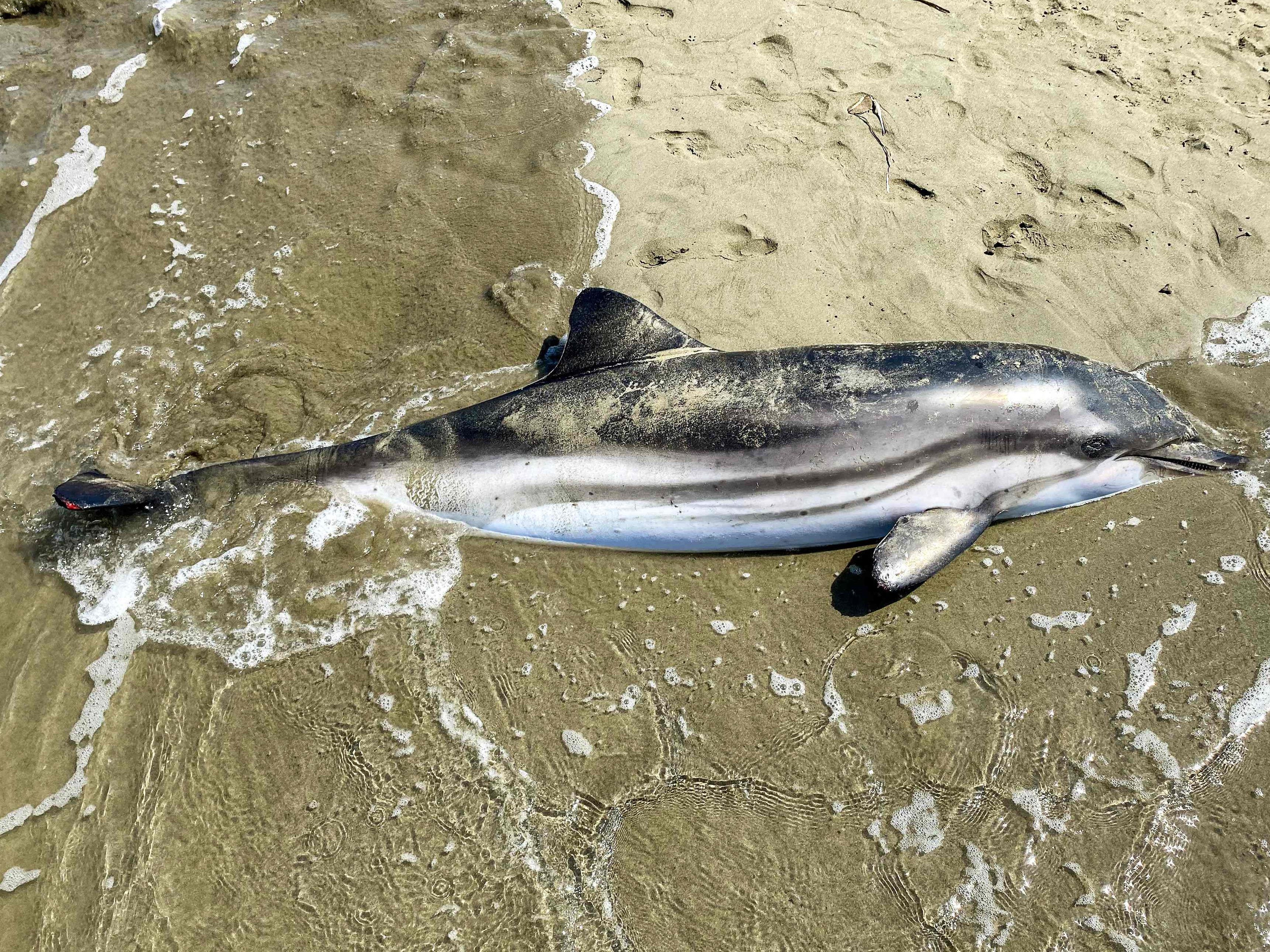 Ein Mann aus dem US-Bundesstaat New Jersey rettete einem Delfin das Leben.
