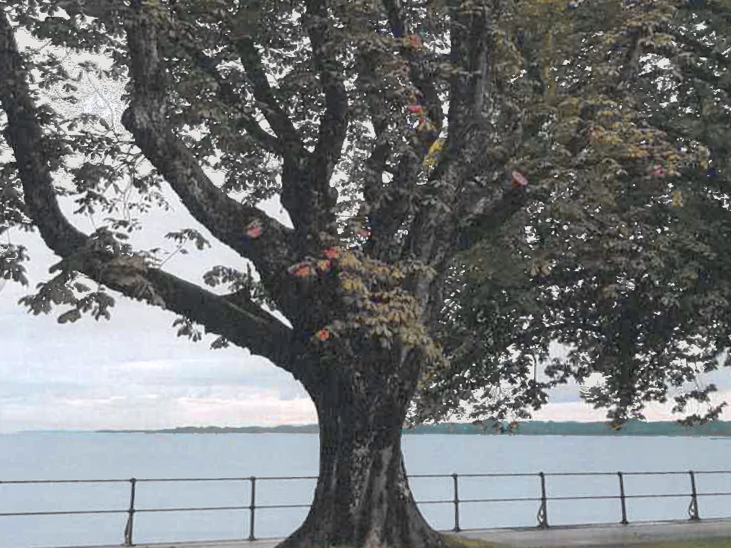 Rund 100 Jahre stand ein Rosskastanienbaum am Bodenseeufer in Bregenz - jetzt muss er gefällt werden.