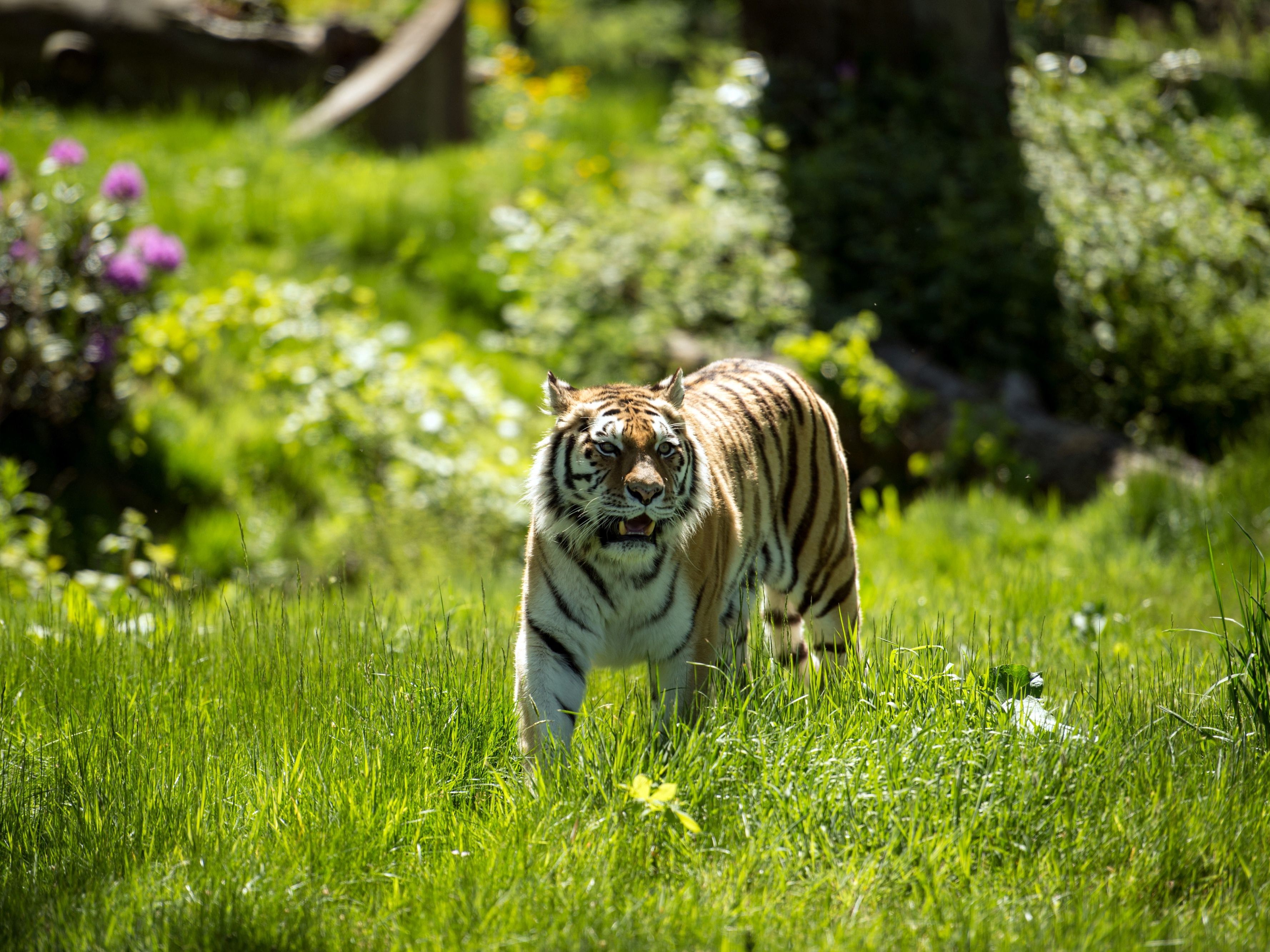 Der Tiger wurde mit seinem "Gesang" zum Internetstar.