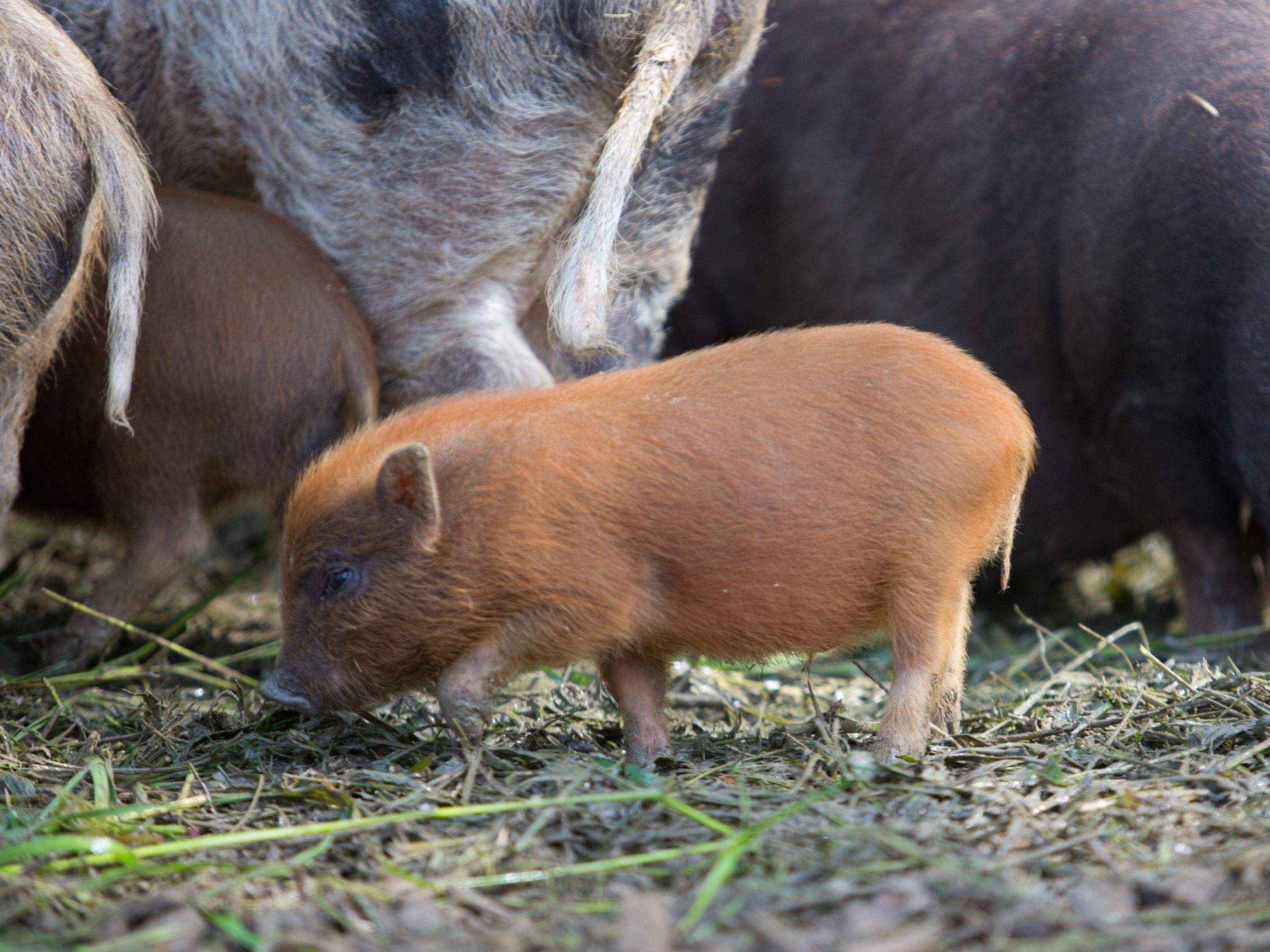 Im Frühjahr kommen meistens die Jungtiere zur Welt.