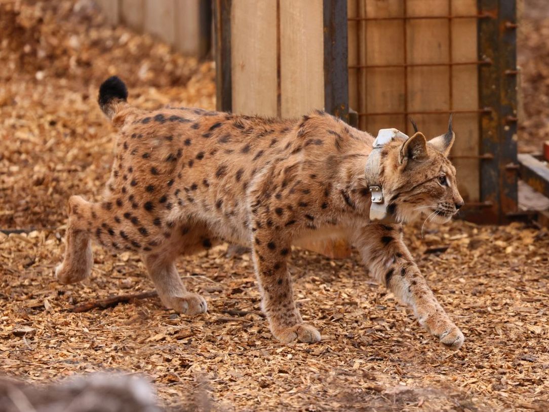 Ein Luchs auf dem Weg in die Freiheit.