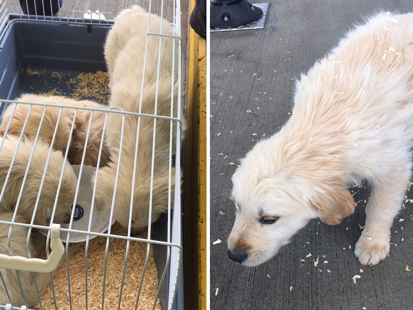 Drei Hundewelpen wurden bei einer Grenzkontrolle sichergestellt.