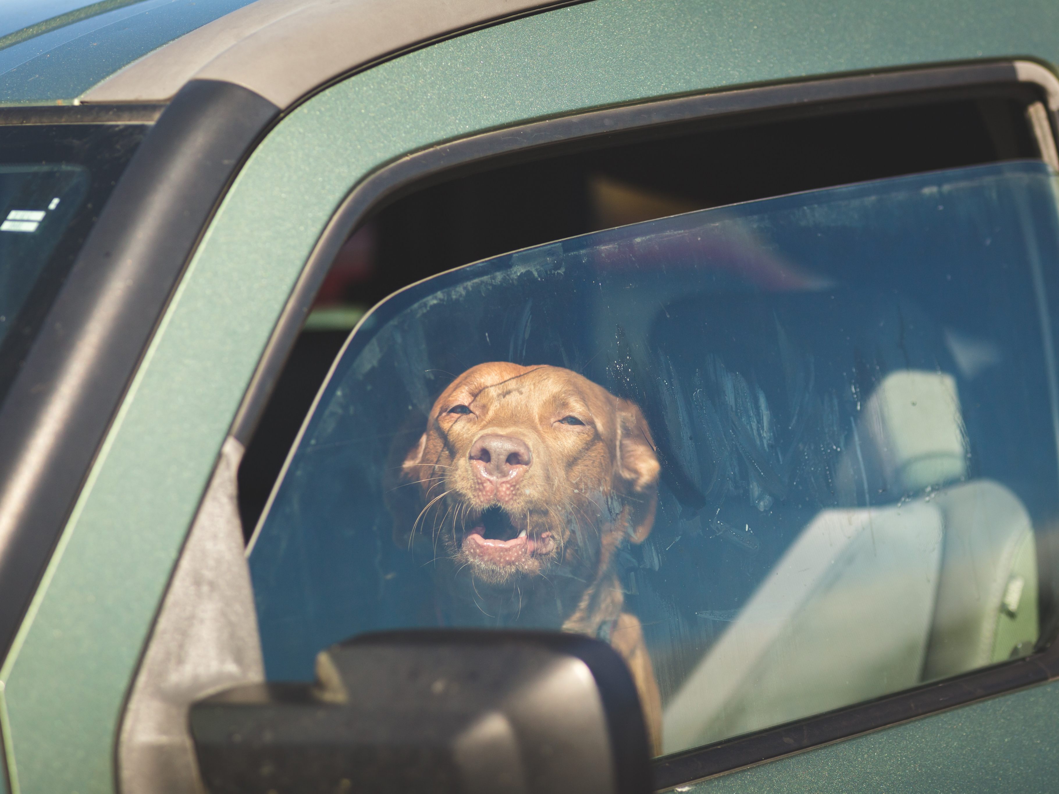 Häufig unterschätzte Hitzeentwicklung im Auto kann für Tiere tödlich enden.
