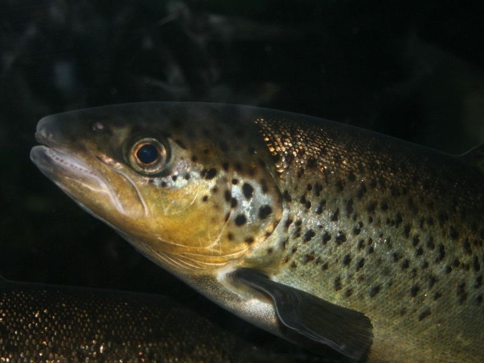 Können Fische drogensüchtig werden?