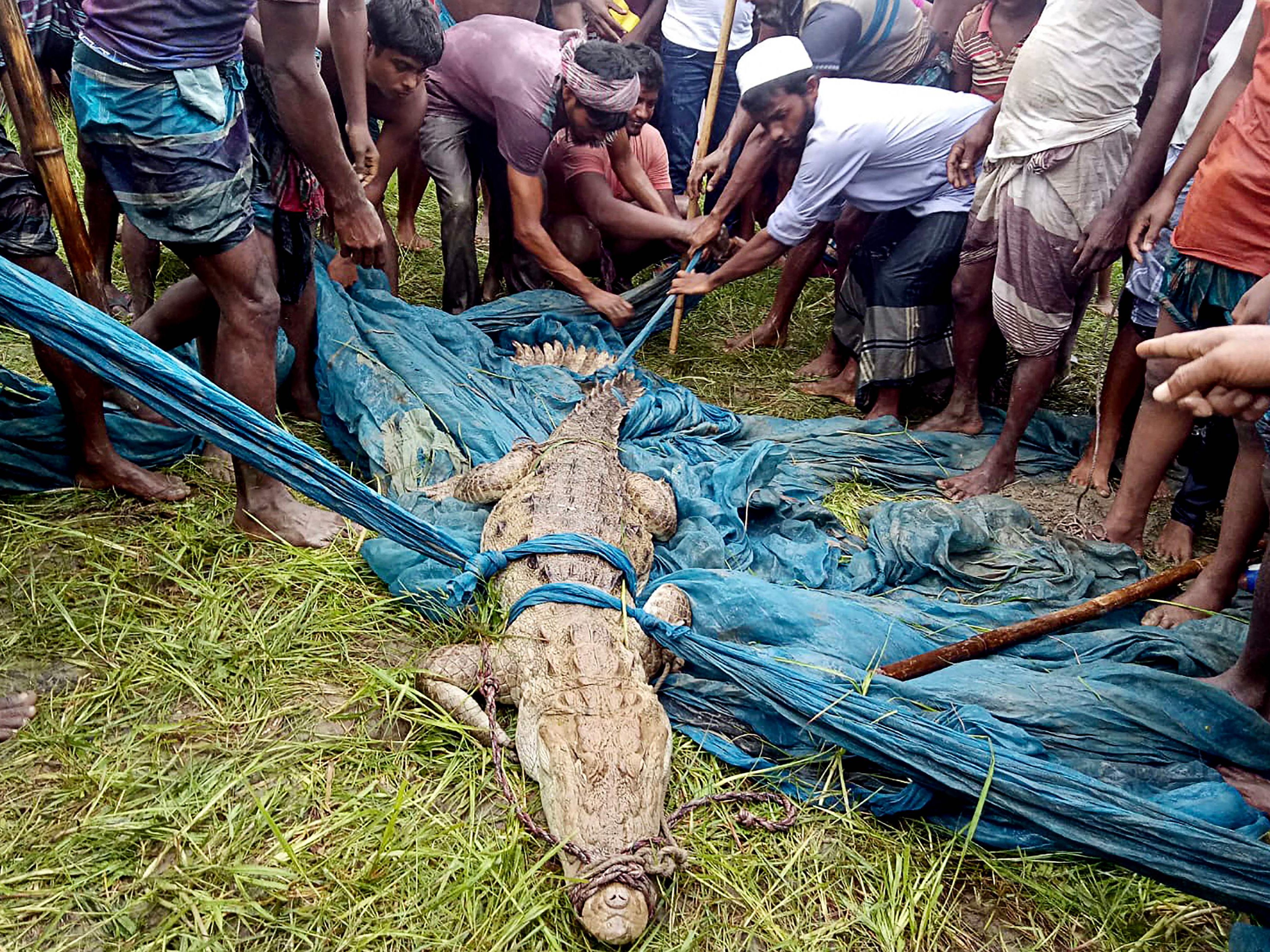 In Bangladesch wurde ein Krokodil eingefangen, das eigentlich als ausgestorben galt.