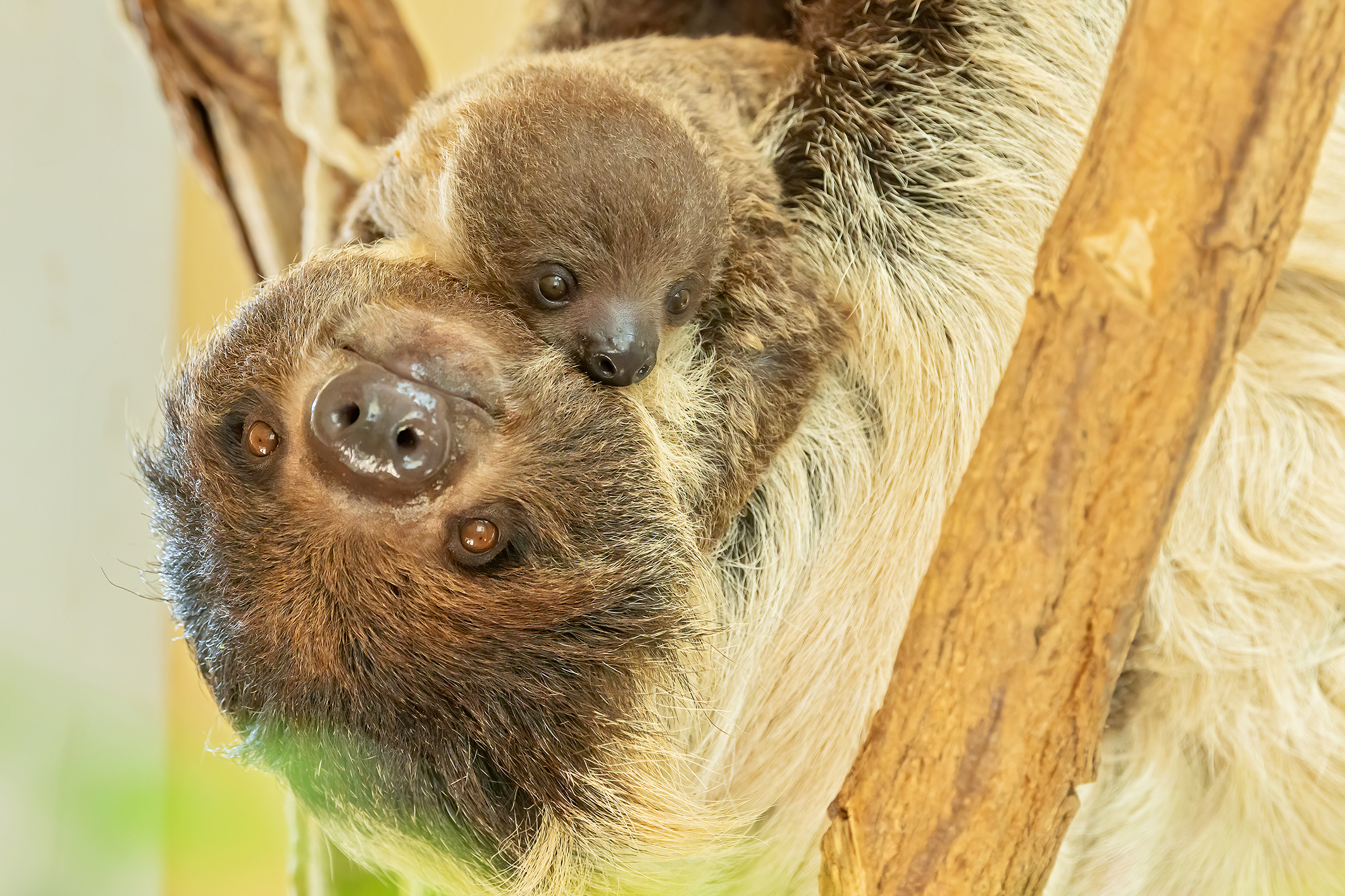 Das Faultier-Baby mit seiner Mama Alberta.