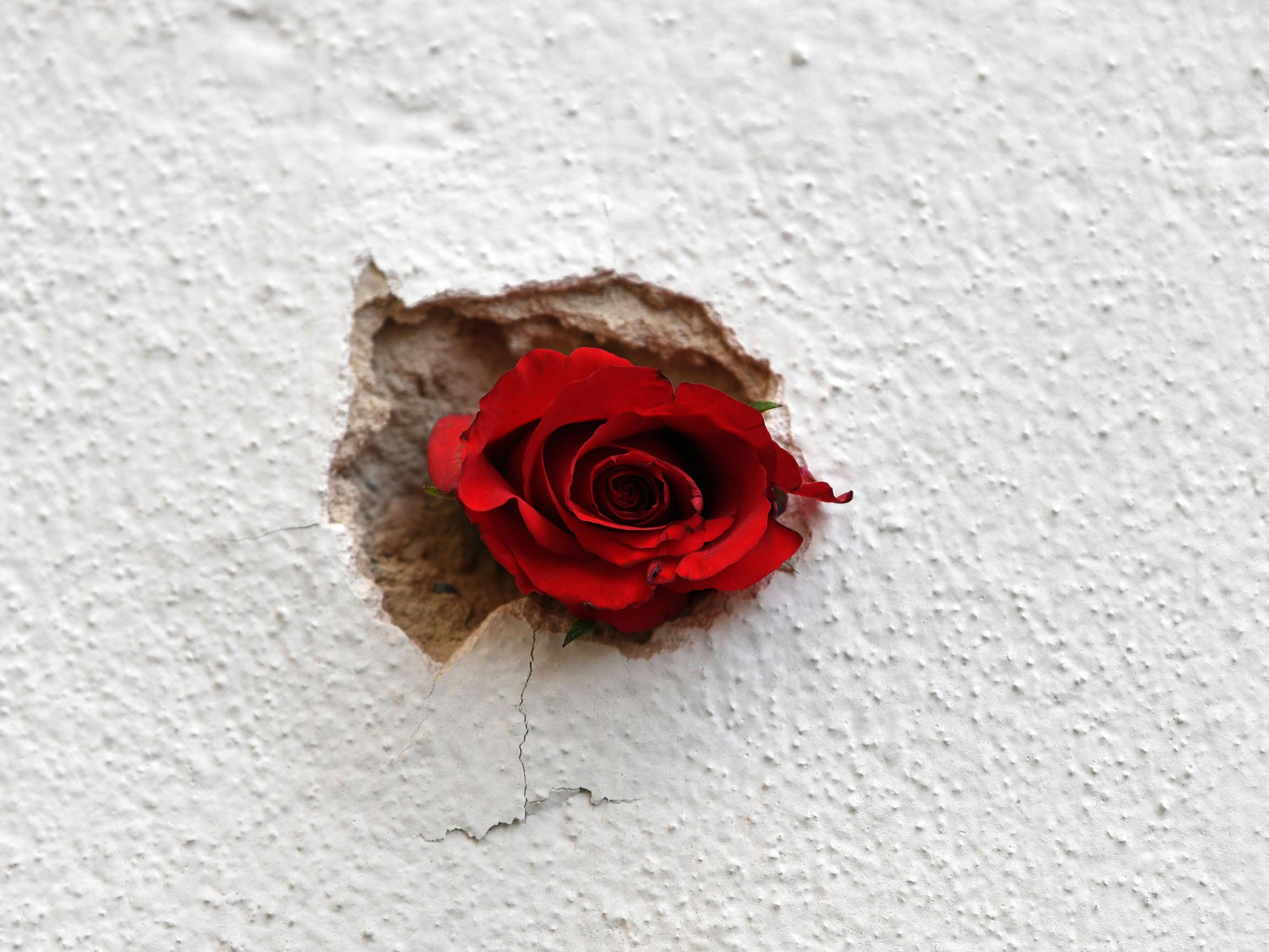 Eine Rose im Einschussloch einer Mauer in der Wiener Innenstadt: Ein Jahr nach dem Terror-Attentat vom 2. November 2020 in Wien sprechen die Opfer über das Erlebte.