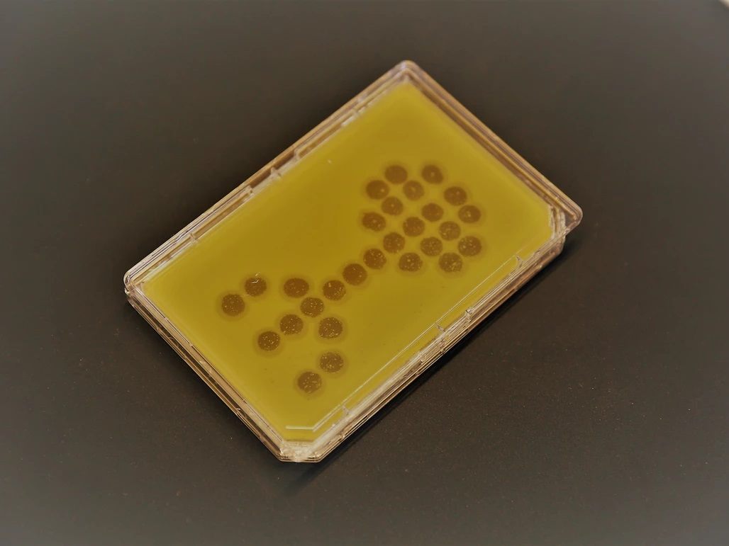 Eine Bakterienkultur in Form einer Phage.