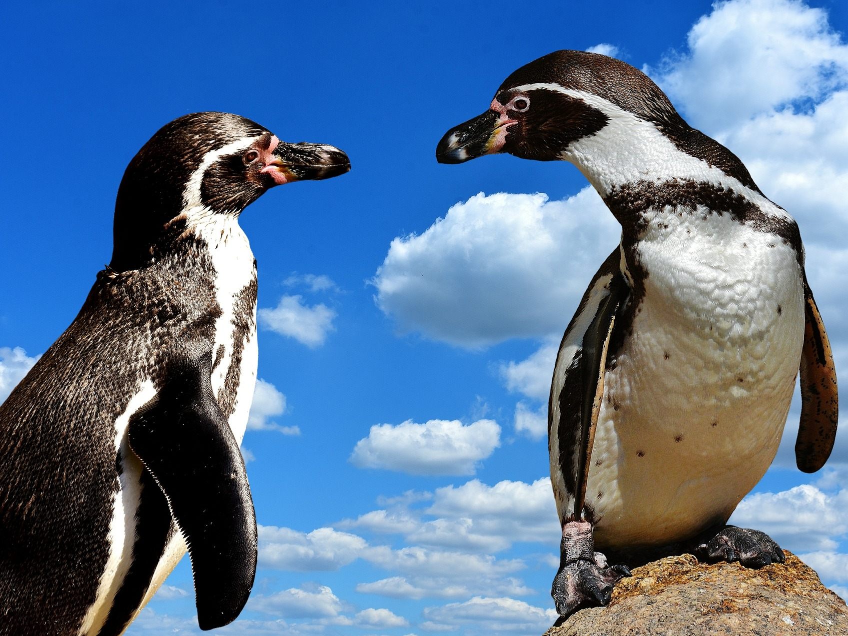 Symbolbild zweier Pinguine.