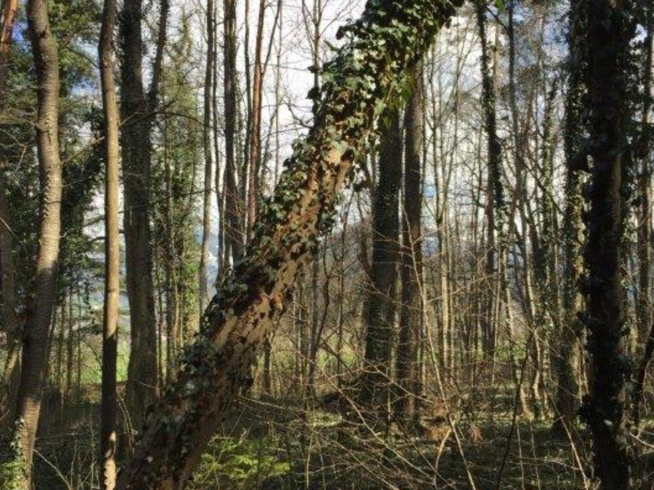 Im Sulner Auwald müssen auch in diesem Jahr wieder etliche Eschen gefällt werden