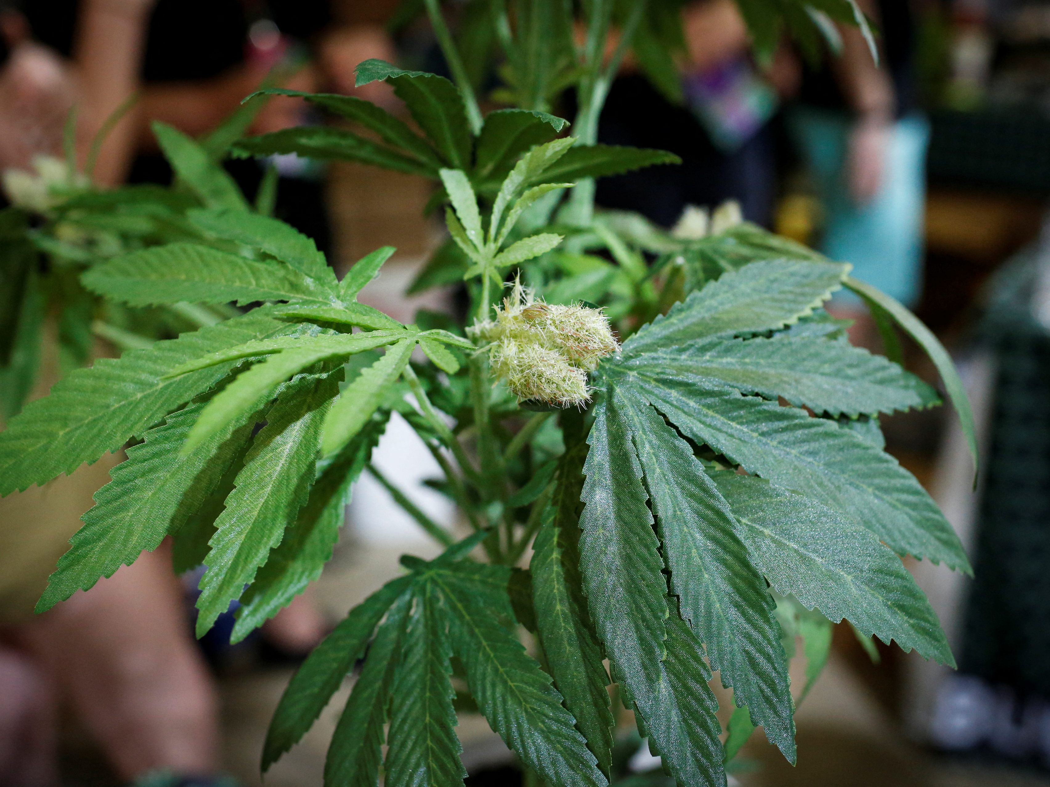 Der VfGH hat ein Verfahren zur Prüfung des Cannabis-Verbots in Österreich eingeleitet.