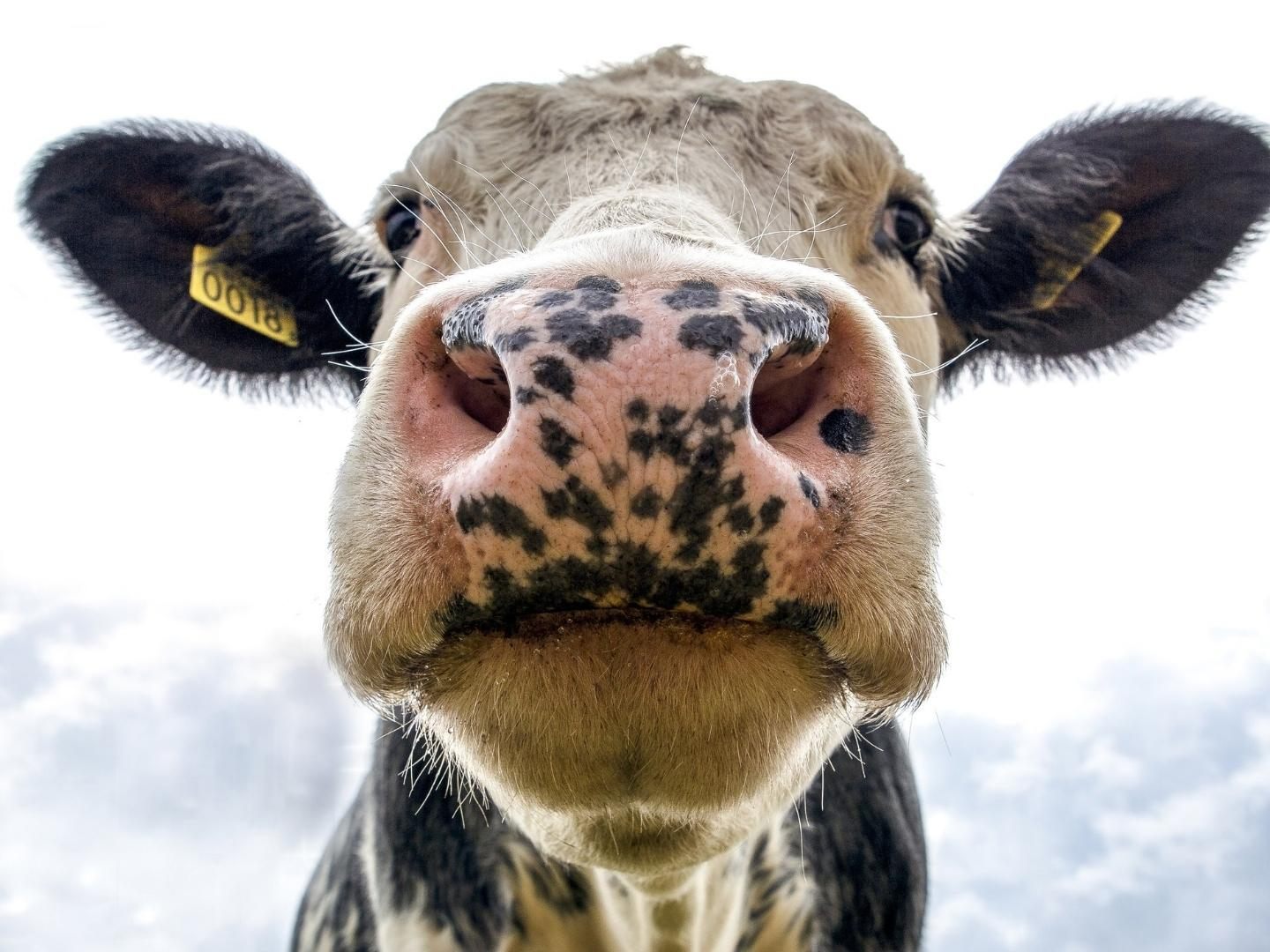 Zahl der Milchbauern in letzten zehn Jahren um ein Drittel gesunken
