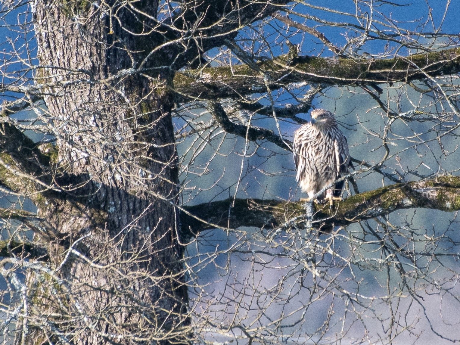 Im Großherzogtum Luxemburg ist erstmals ein Kaiseradler nachgewiesen worden: das ist Artemisia