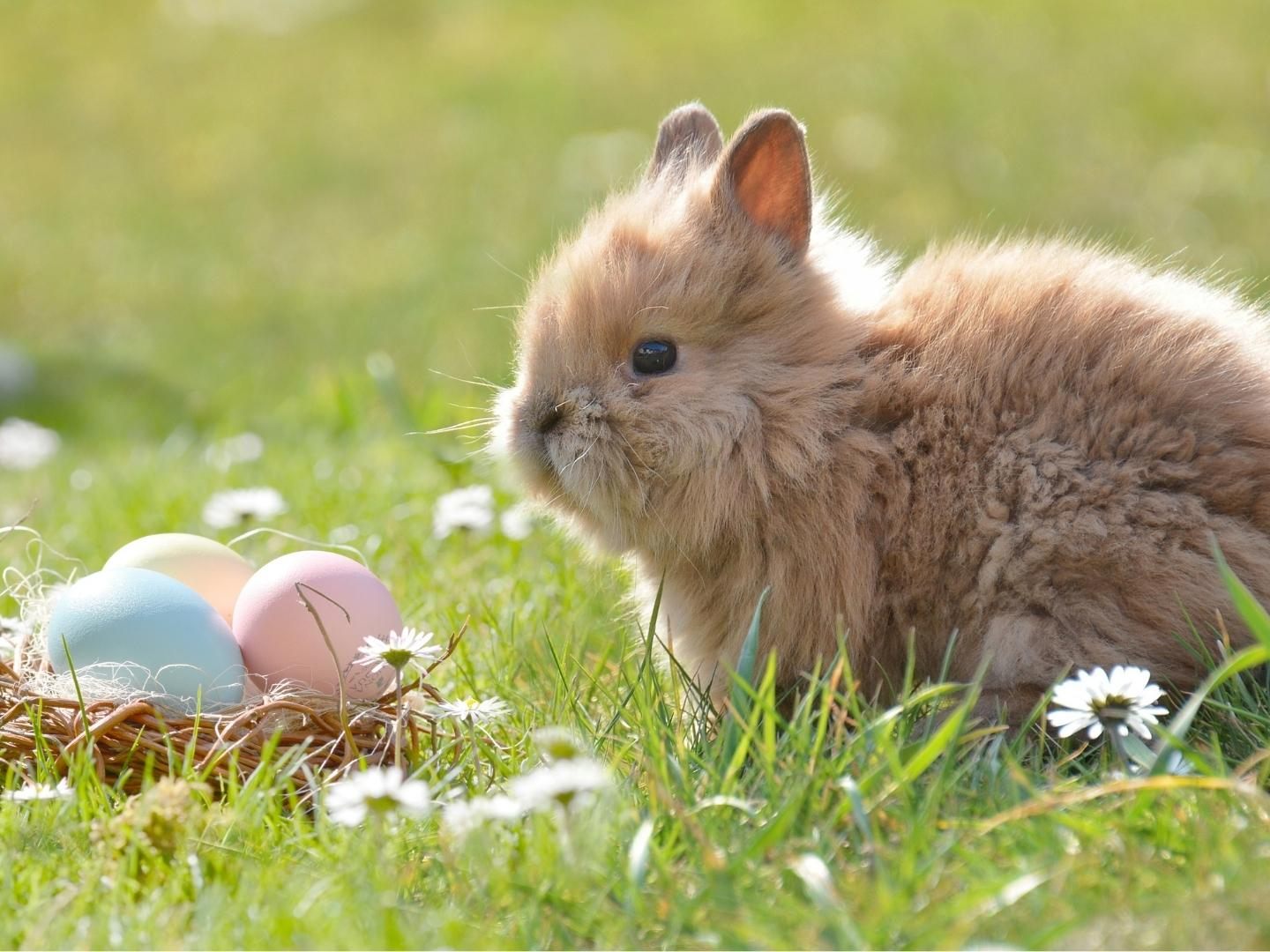 Der Osterhase bringt mildere Temperaturen mit.