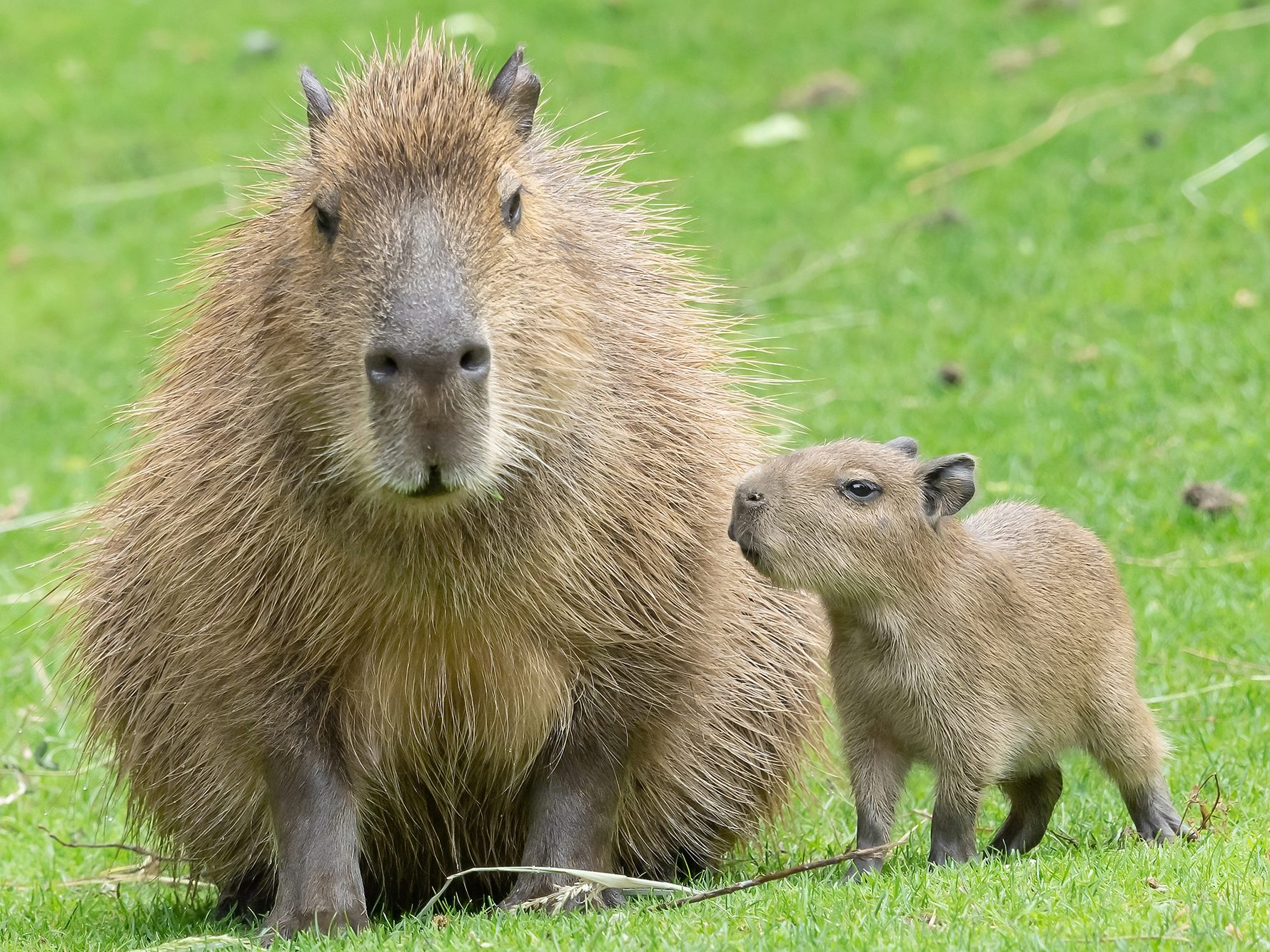 Vier Wasserschwein-Jungtiere sind im Tiergarten Schönbrunn geboren worden