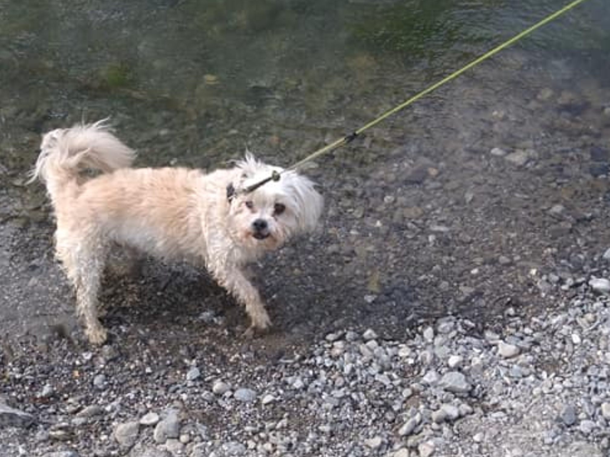Schlins hat ein eigenes Hundekonzept beschlossen