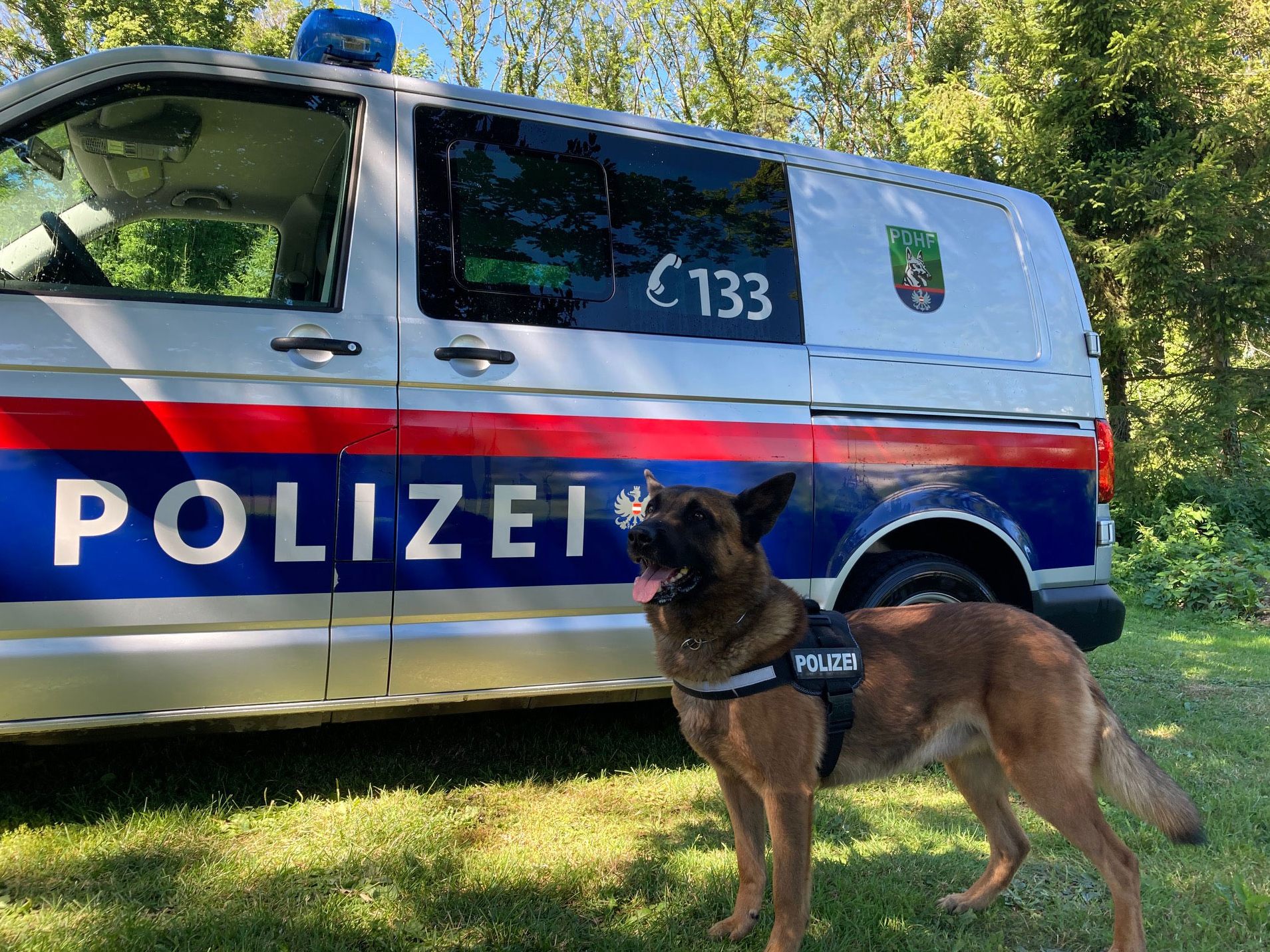 Polizeihund Sam hat in Rankweil einen Einbrecher gestellt.