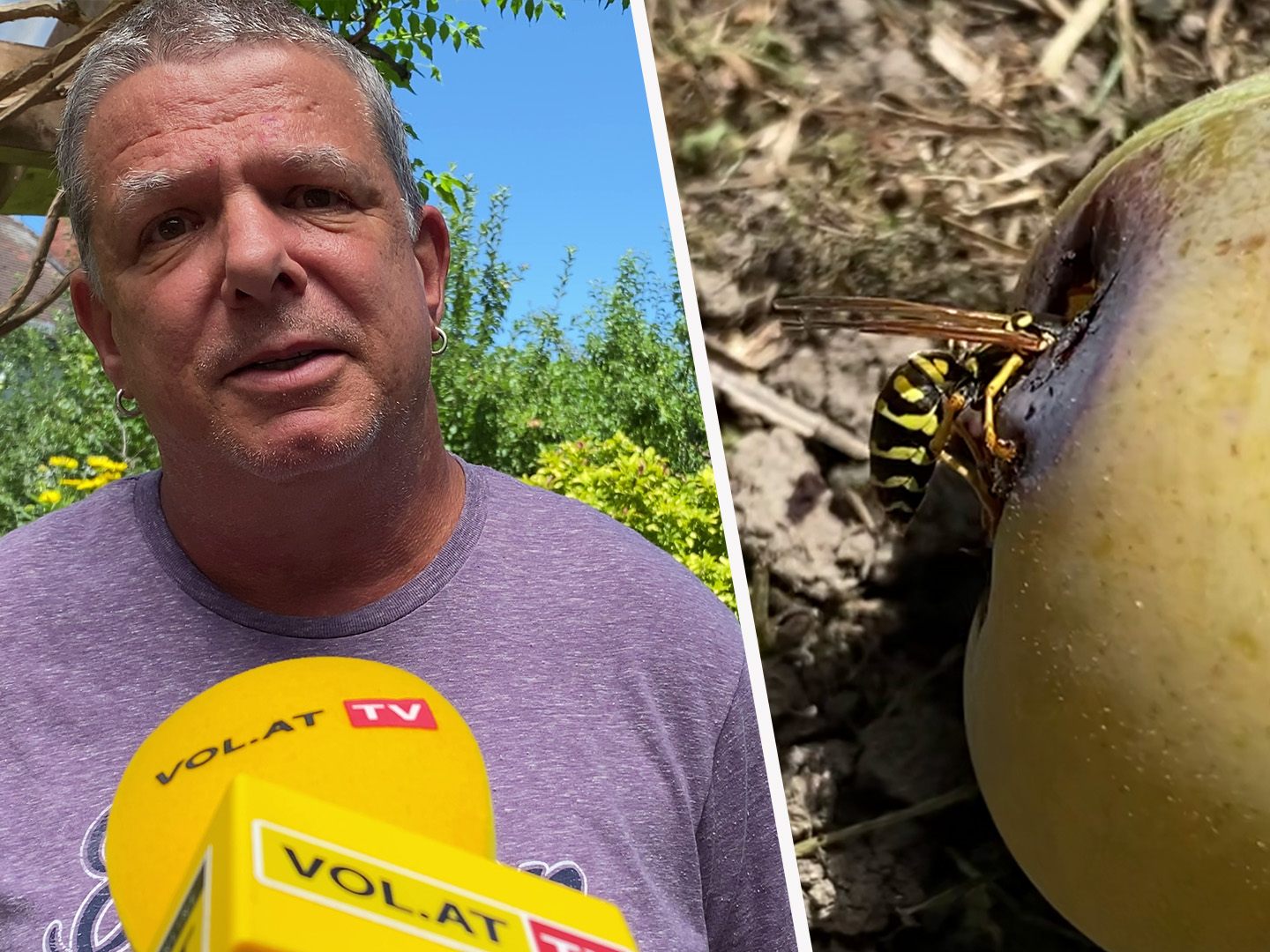 Klaus Zimmermann kennt sich aus, wenn es um Wespen geht.