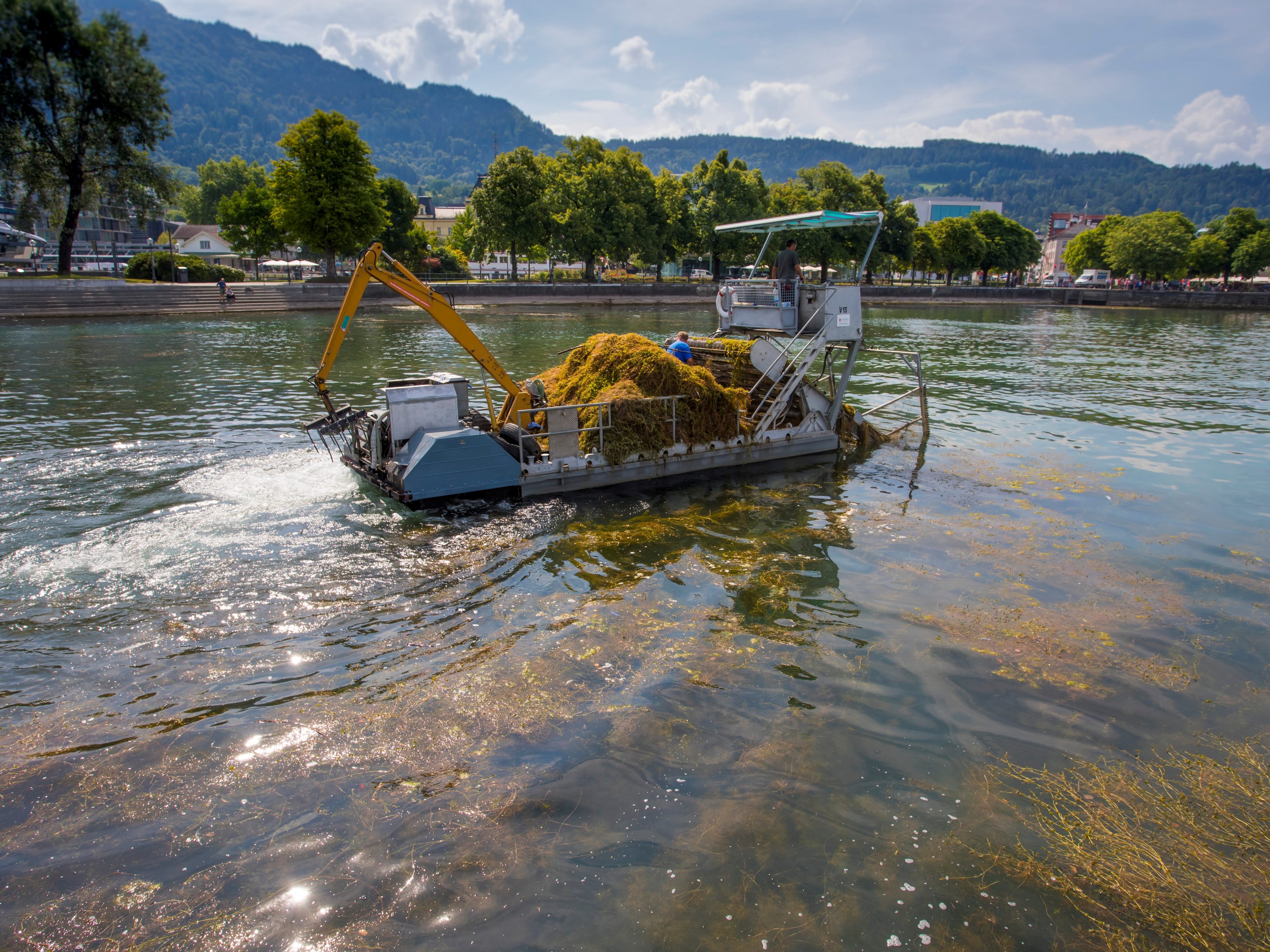 Niedrigwasser lässt Seegras schneller wachsen